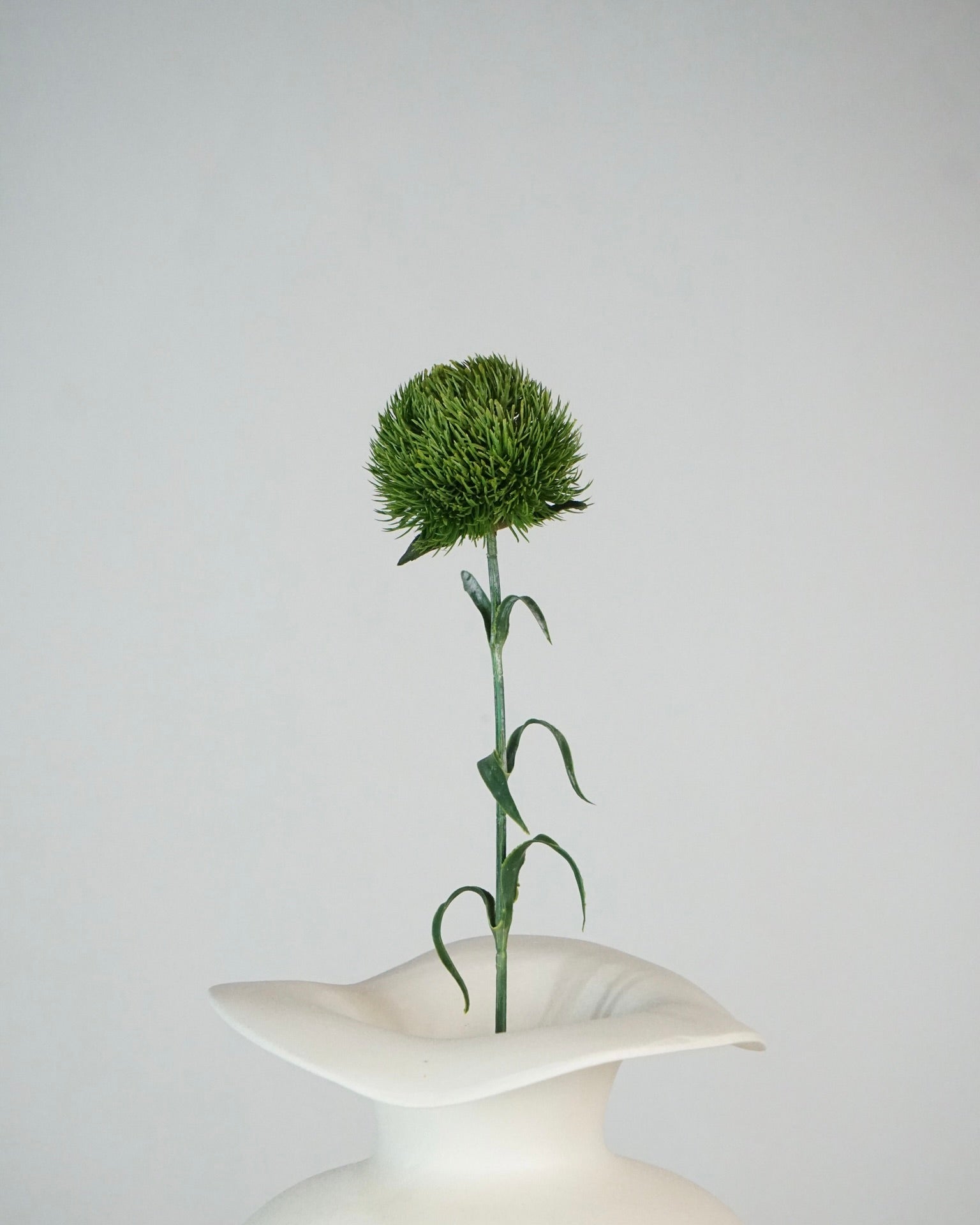 Dianthus vert