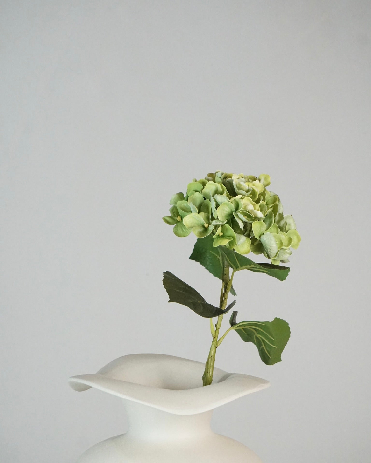 Hortensia vert