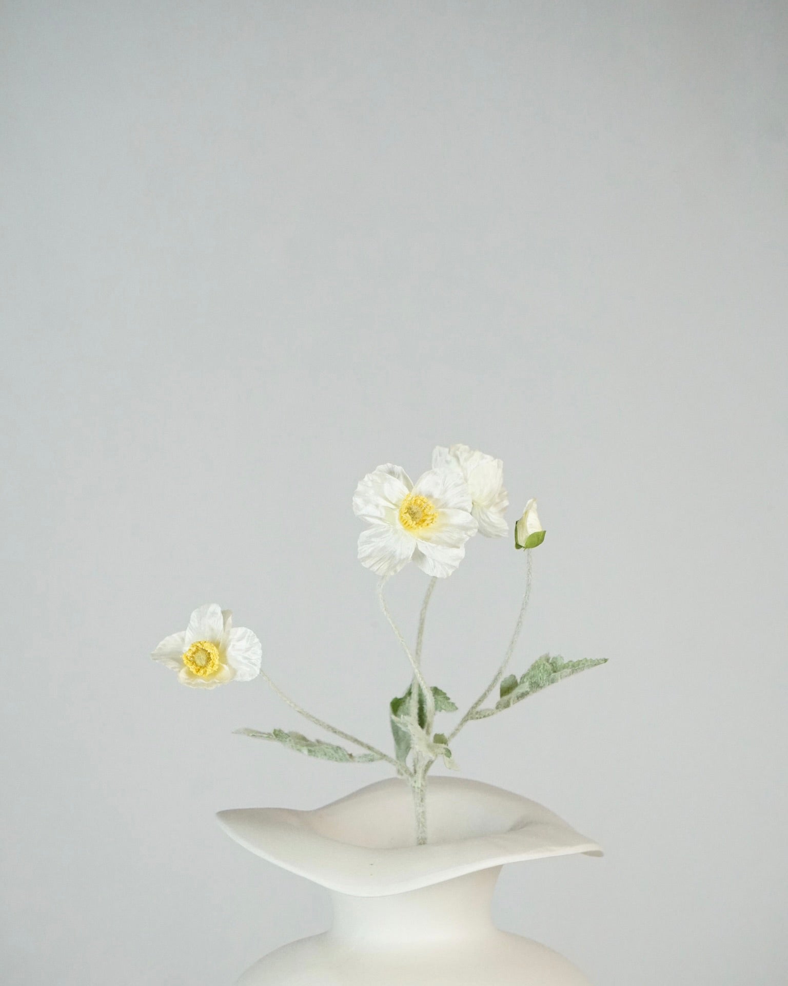 Pavot blanc