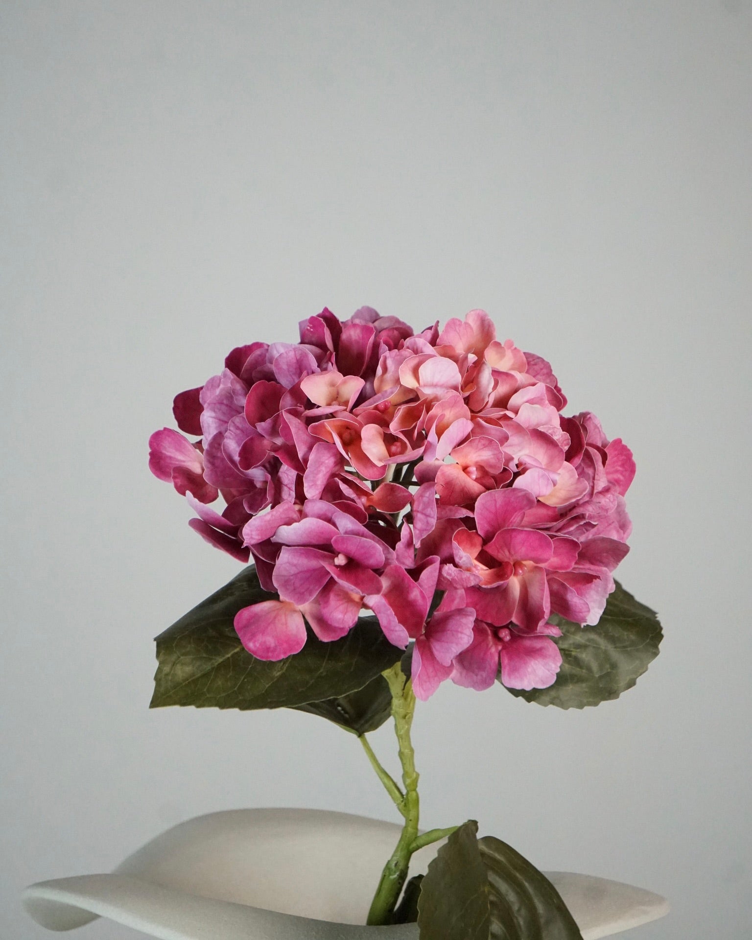 Hortensia rose