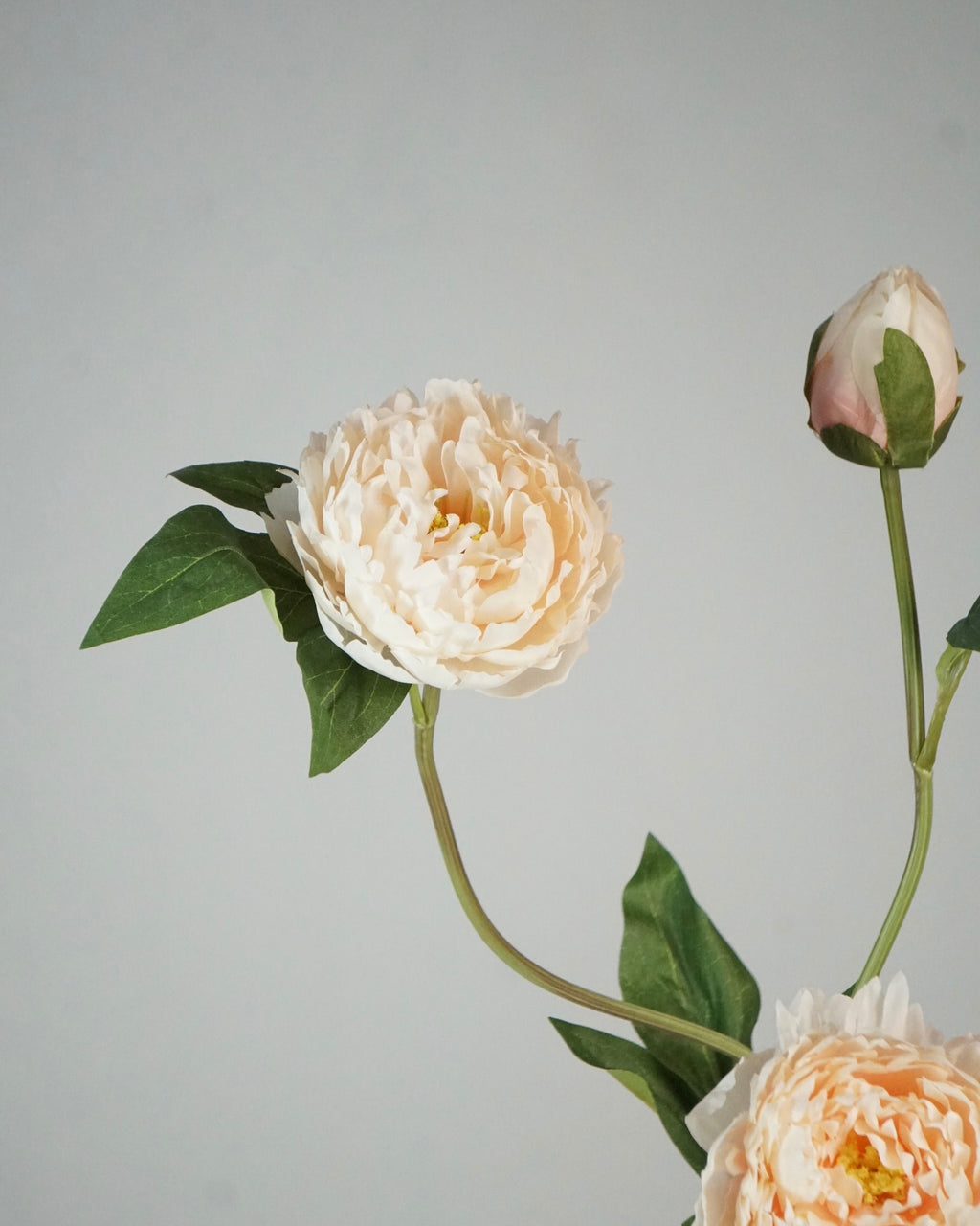 Pfingstrosen Apricot