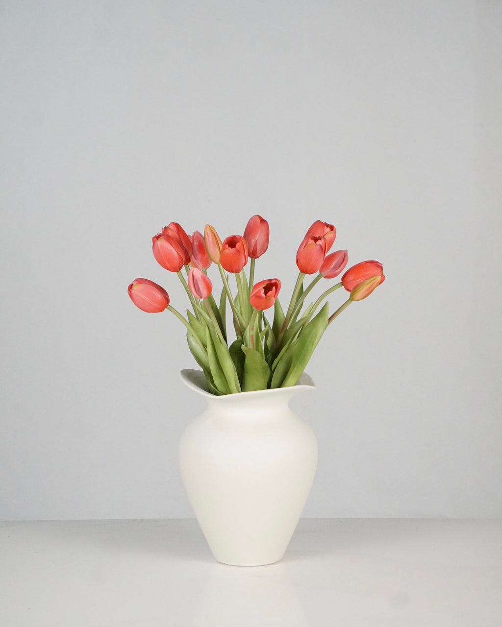 Tulpen Rot