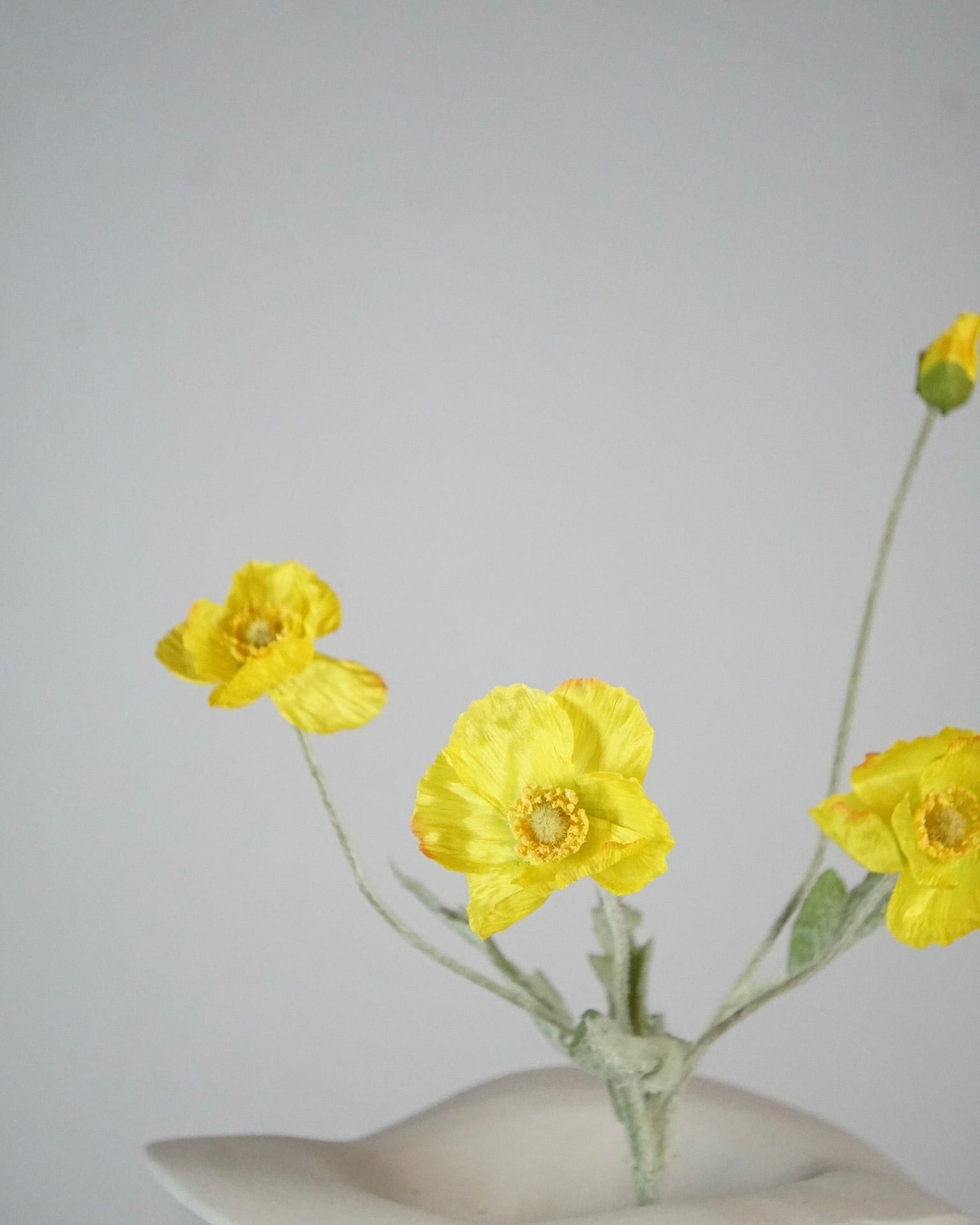 Poppy Gelb