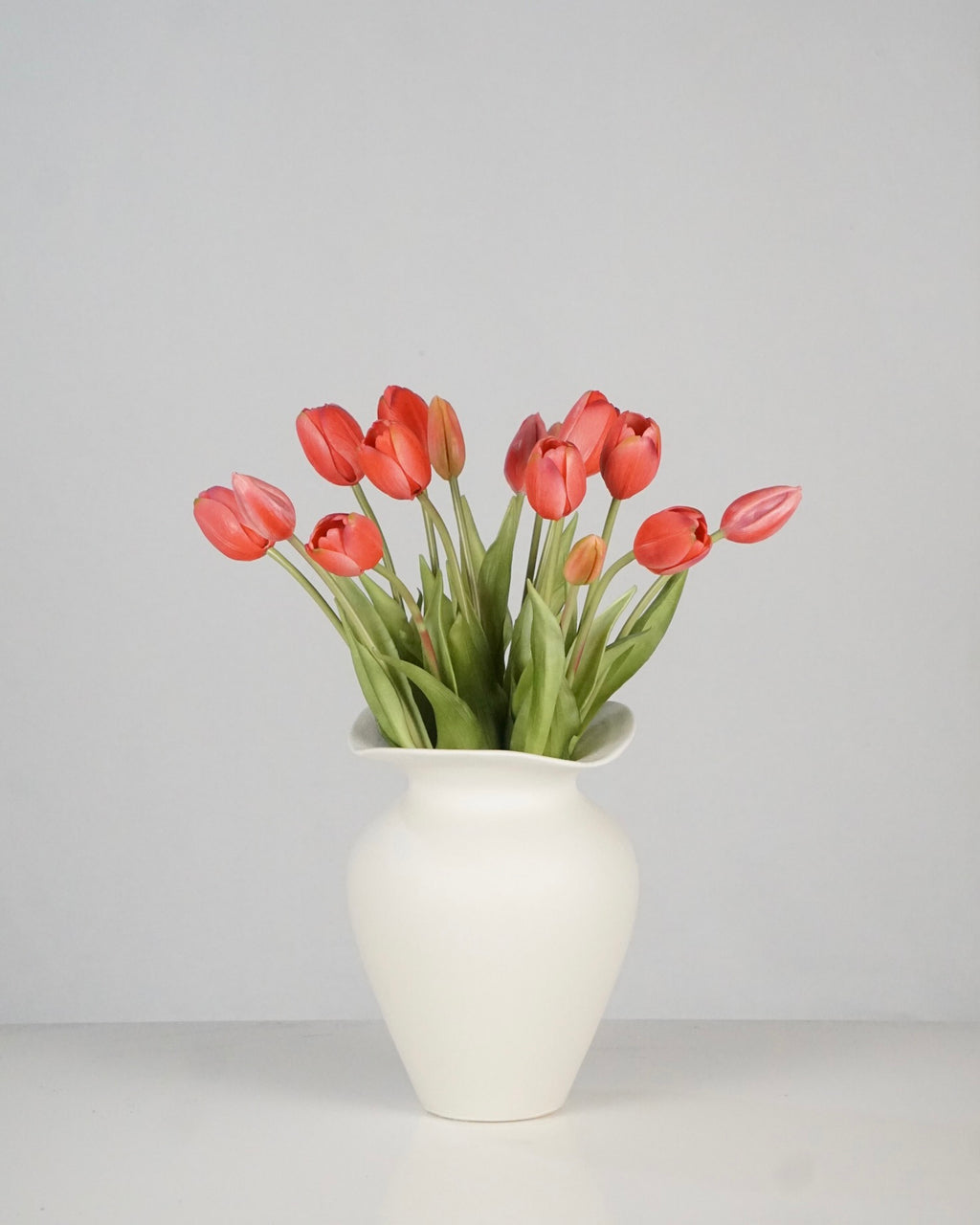 Tulpen Rot