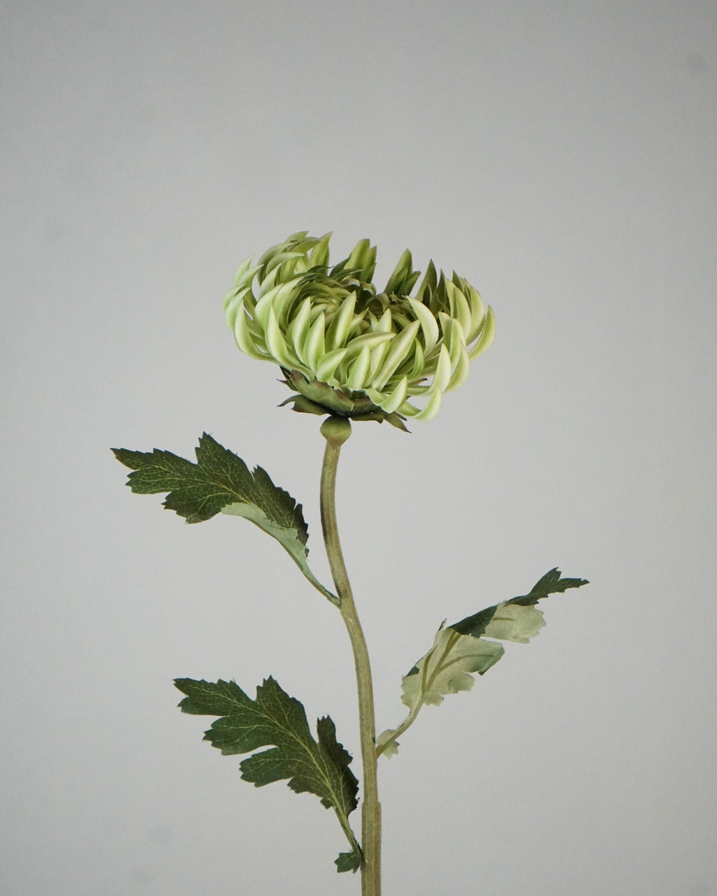 Semi-Cactus Dahlia Hellgrün