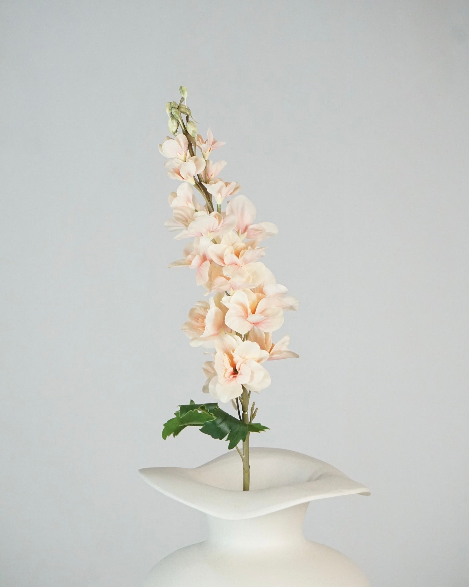 Delphinium Apricot