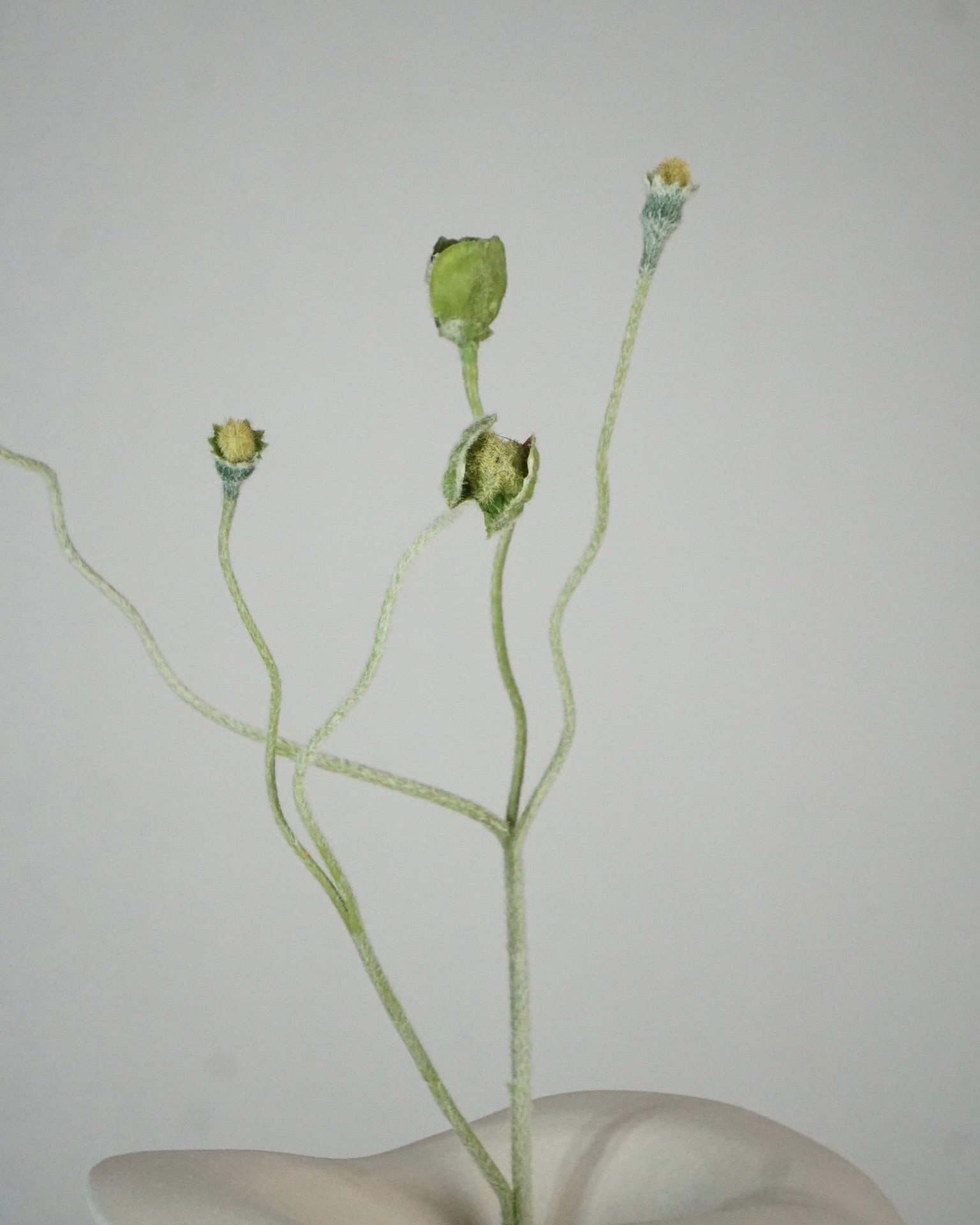 Poppy Bud
