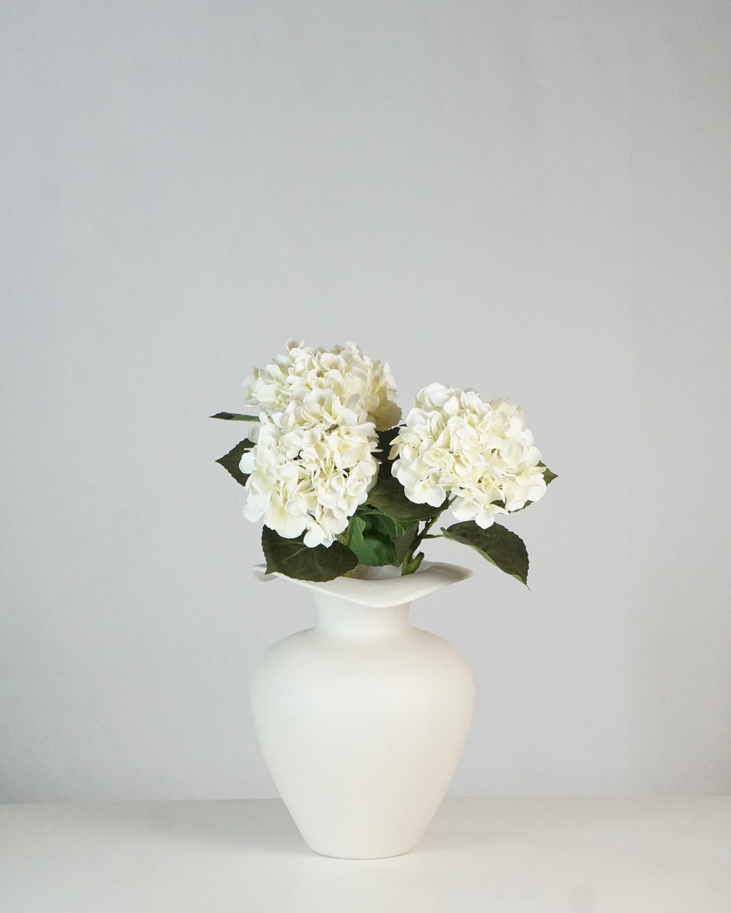 Hortensien Weiss
