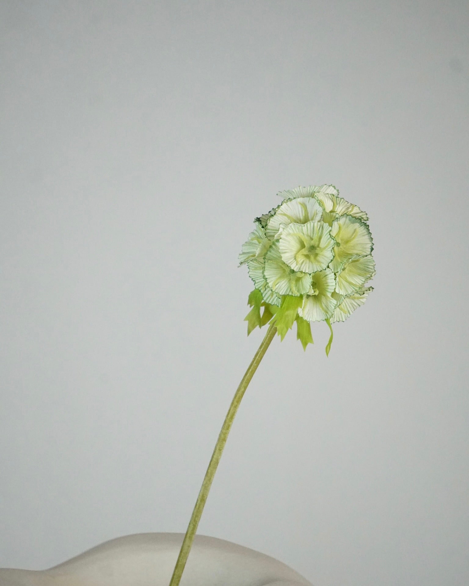 Scabieuse vert clair