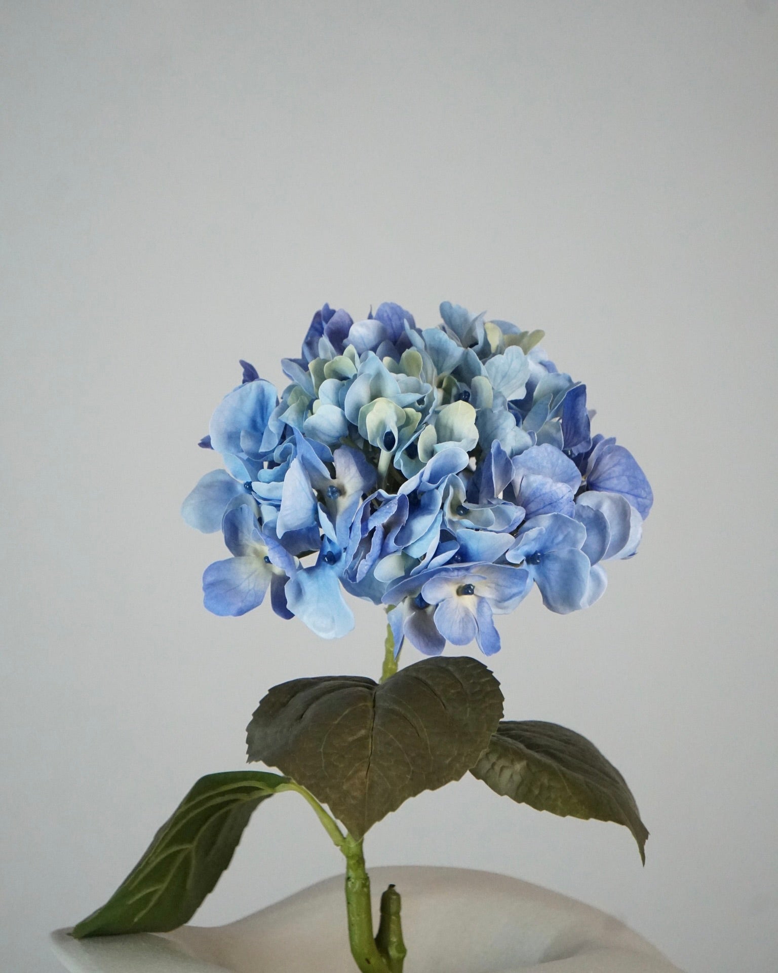 Hortensien Blau