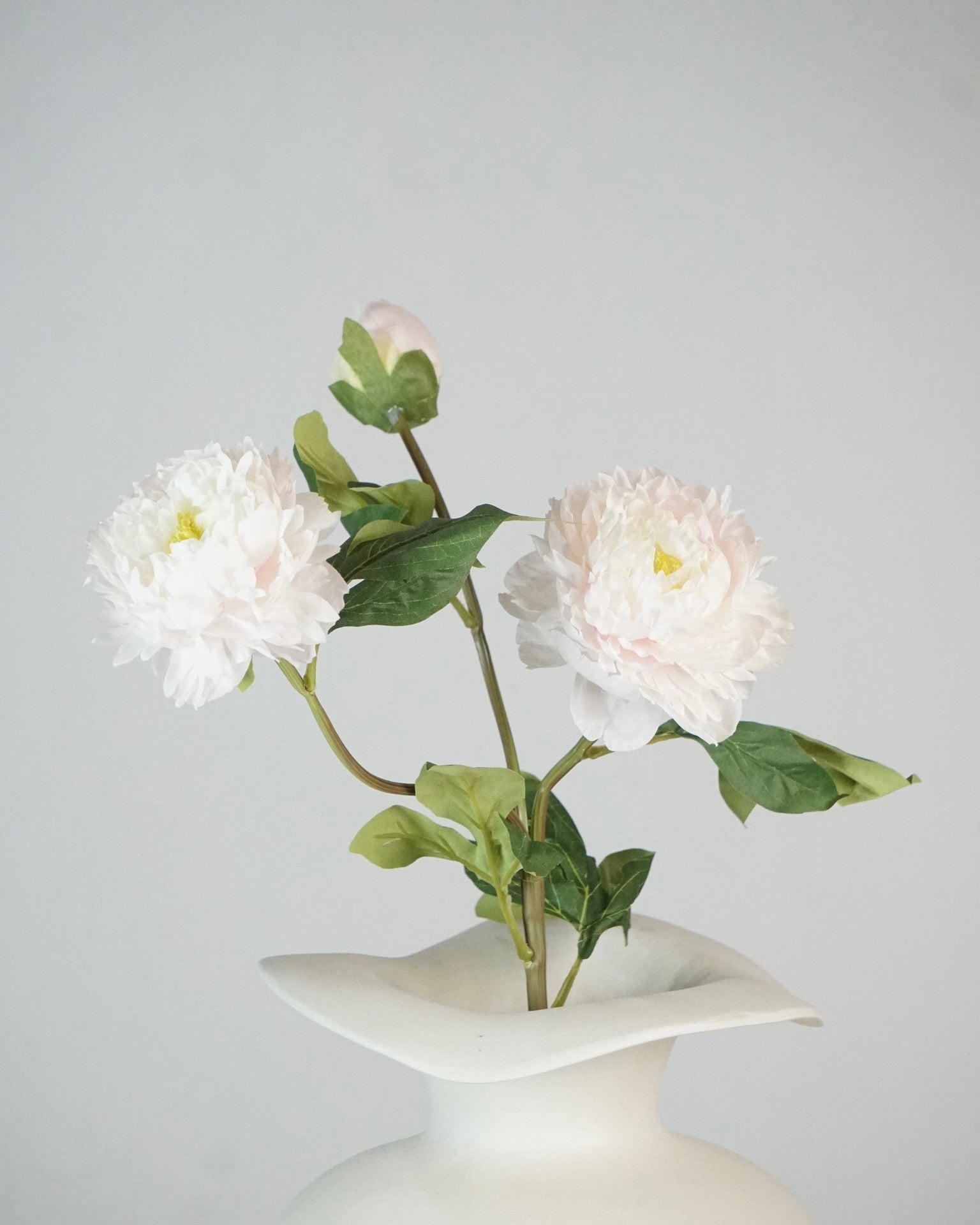 Pfingstrosen Rosa