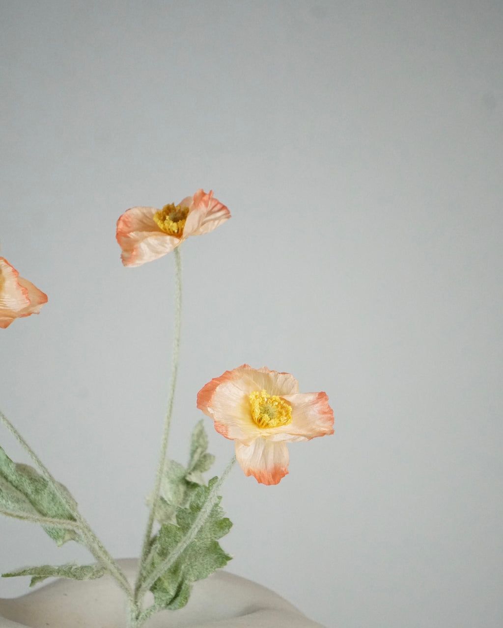 Poppy Apricot