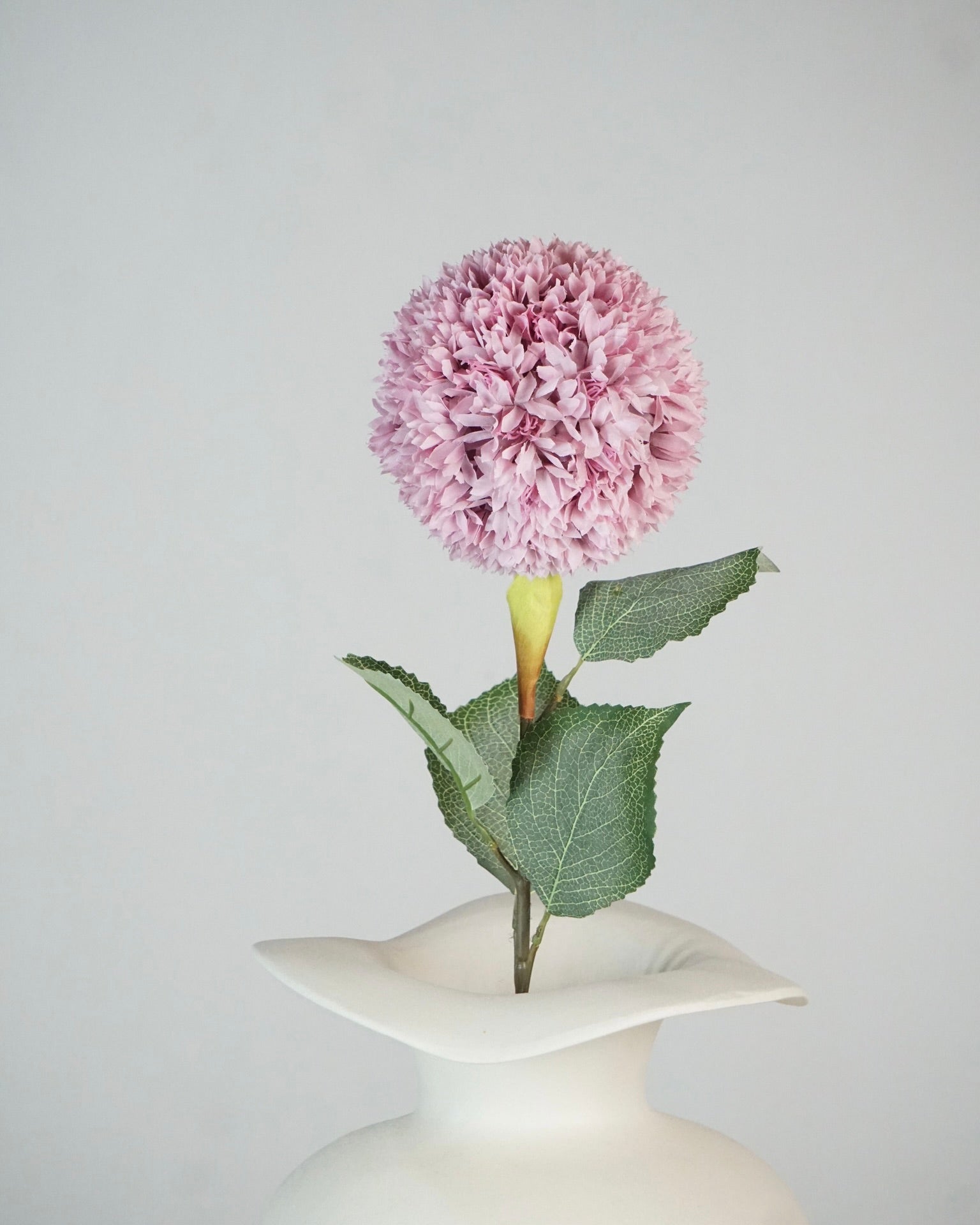 Allium Pink