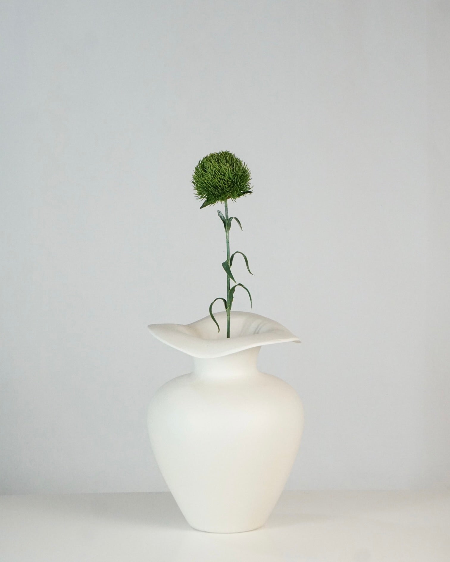 Dianthus Grün
