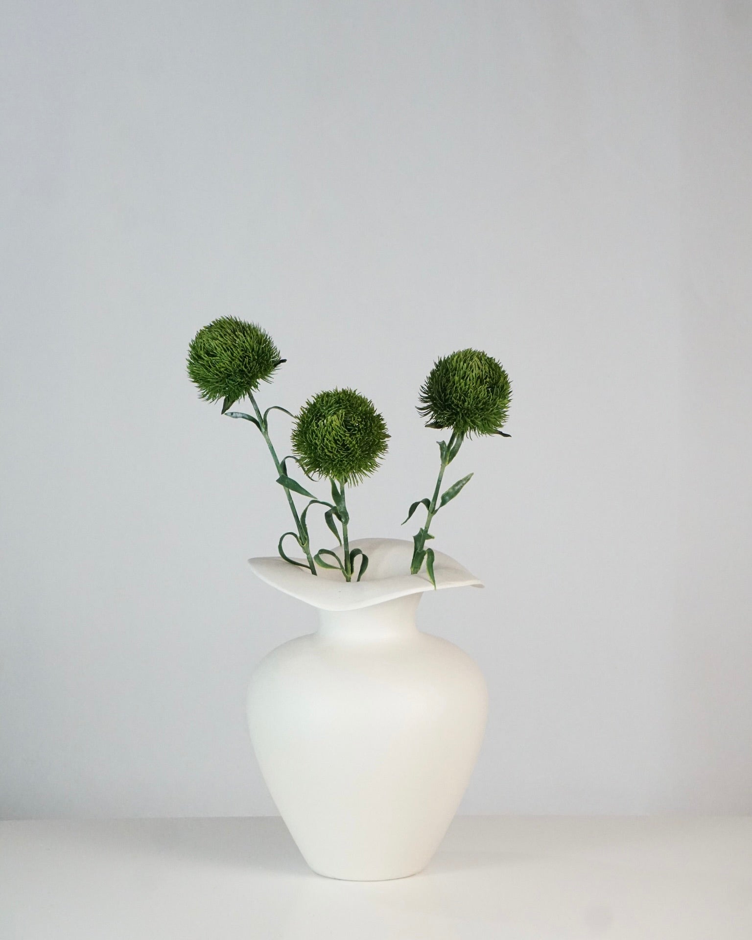 Dianthus Grün