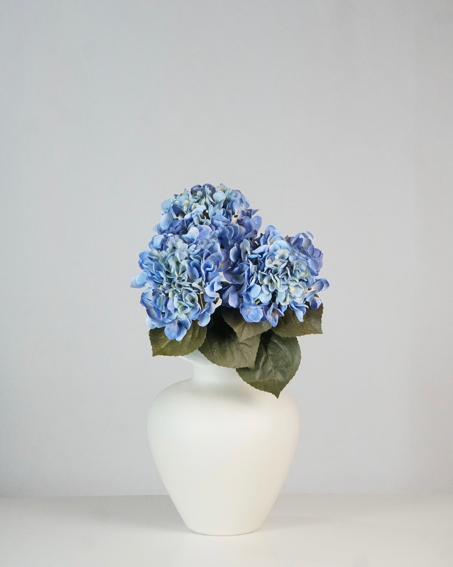 Hortensien Blau