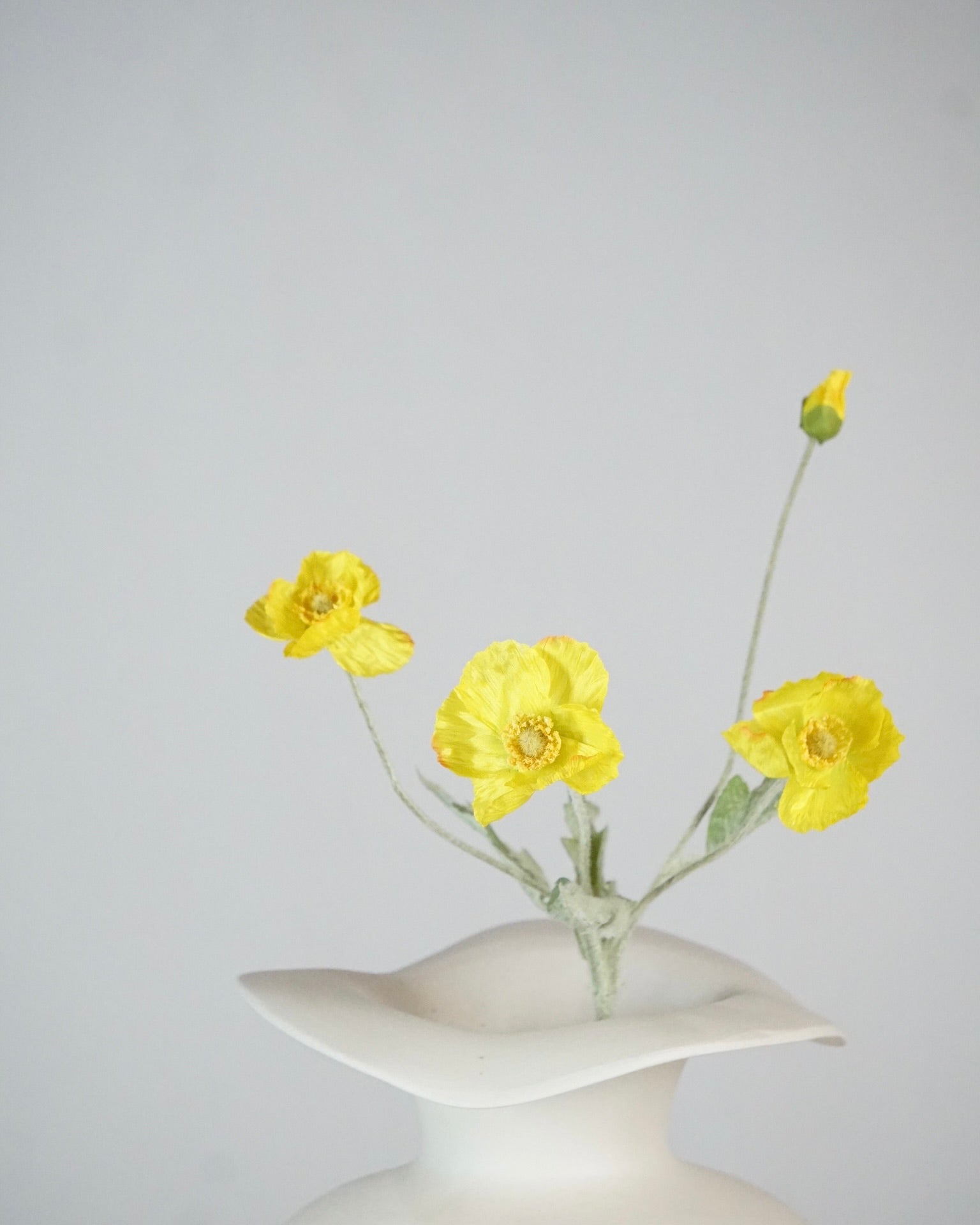 Poppy Gelb