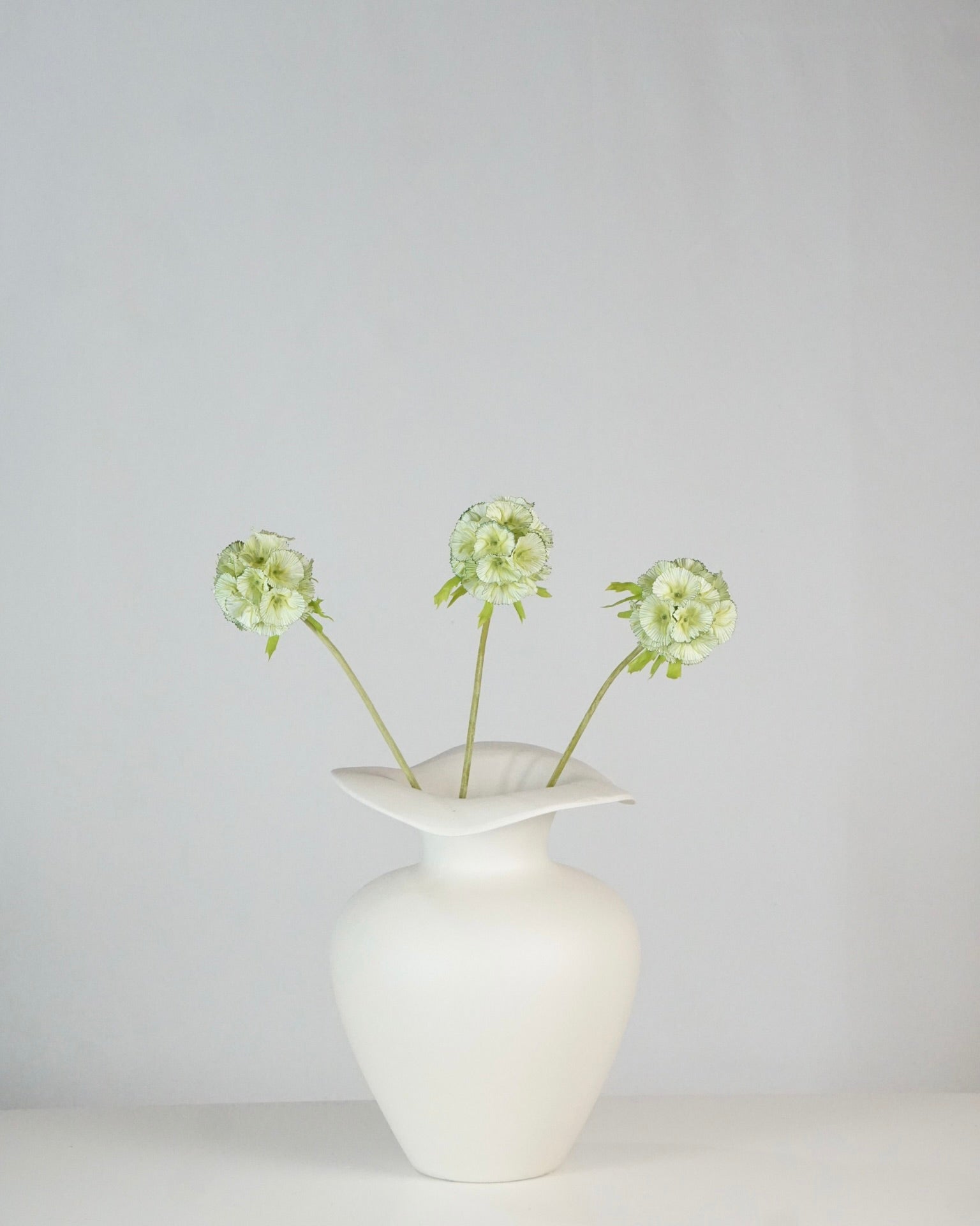 Scabieuse vert clair