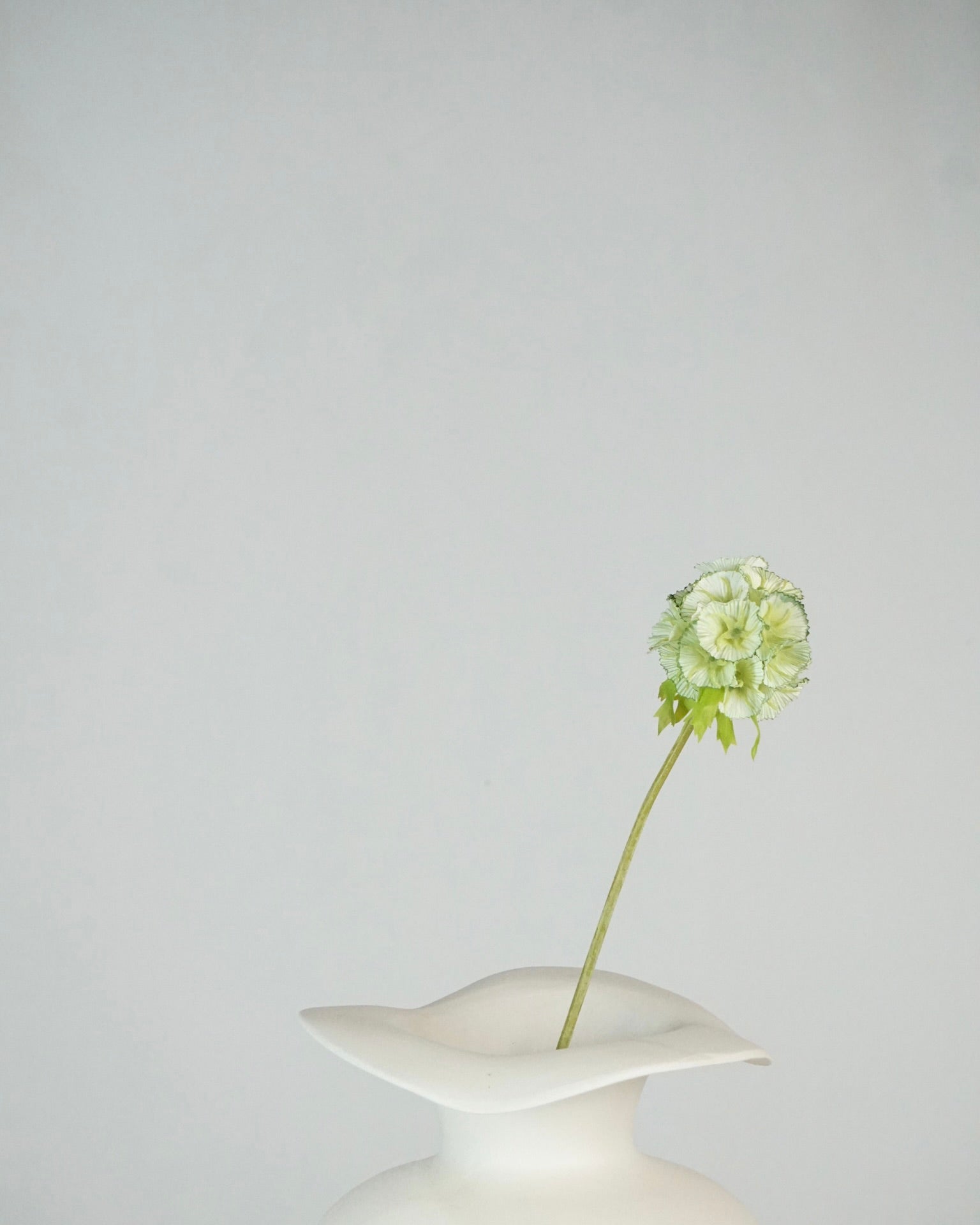 Scabiosa Hellgrün