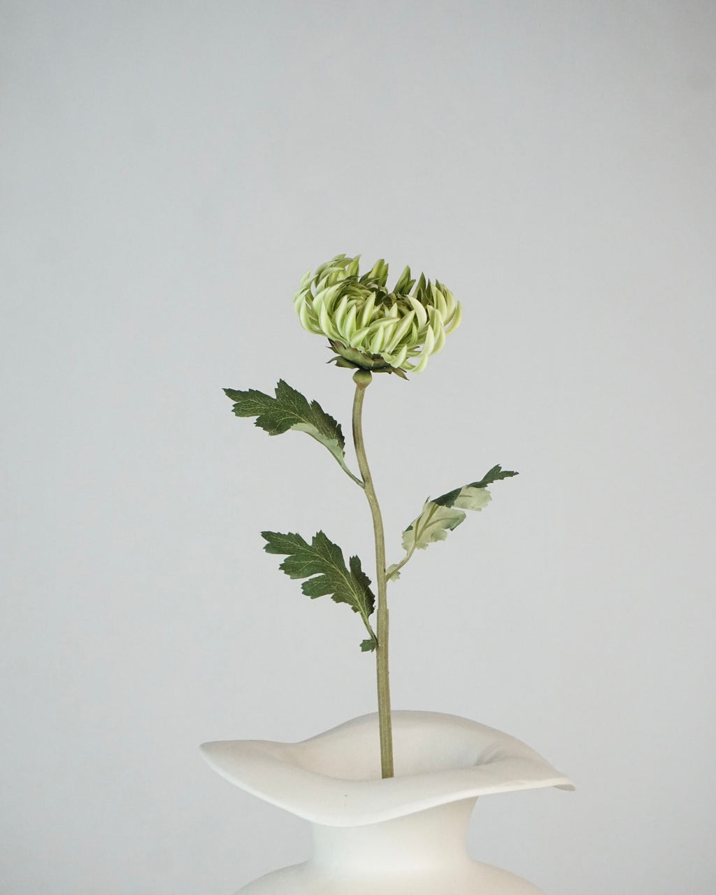 Semi-Cactus Dahlia Hellgrün