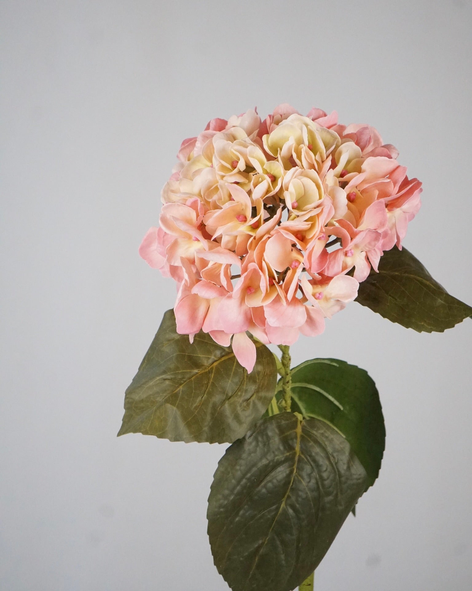 Hortensien Rosa