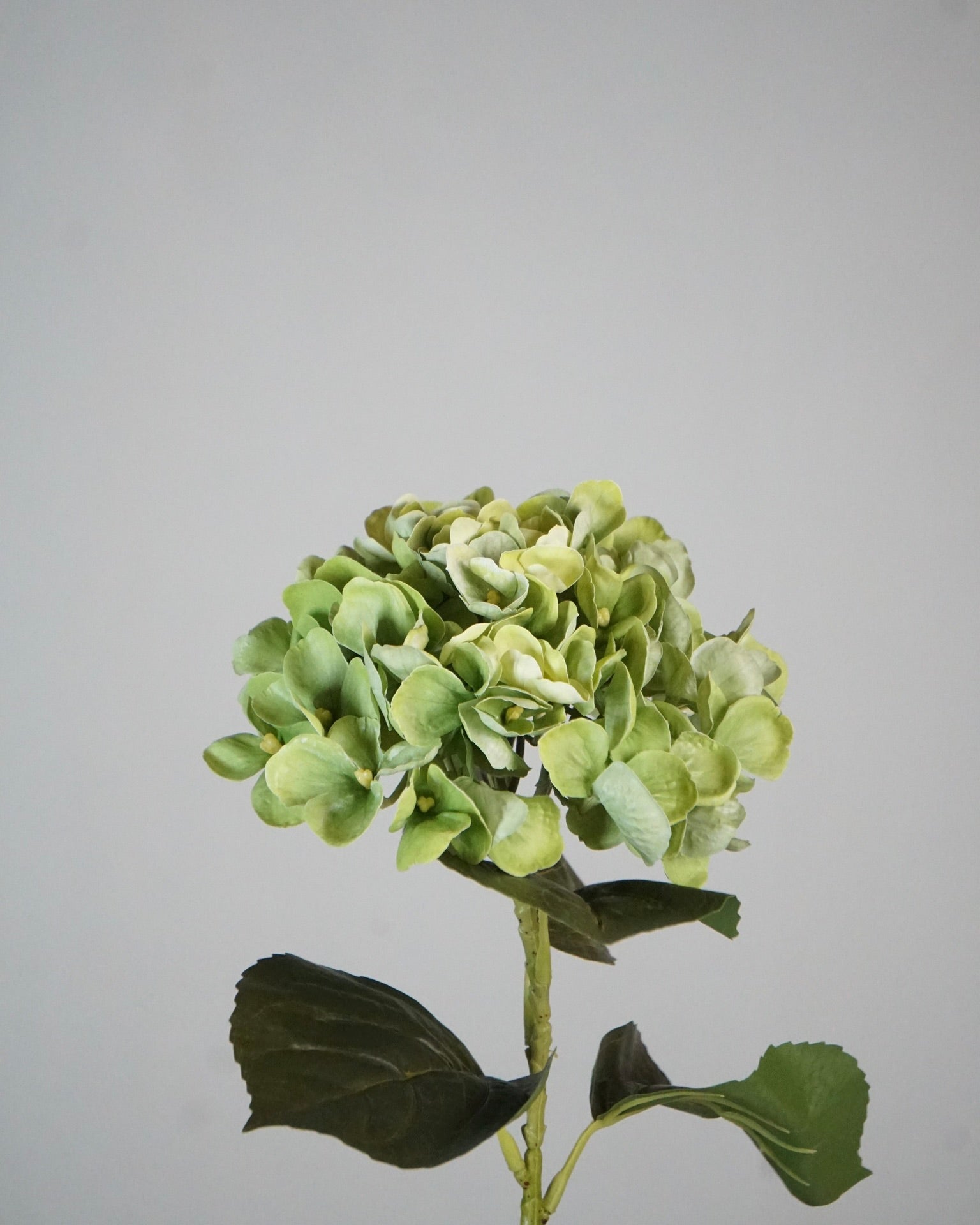 Hortensia vert