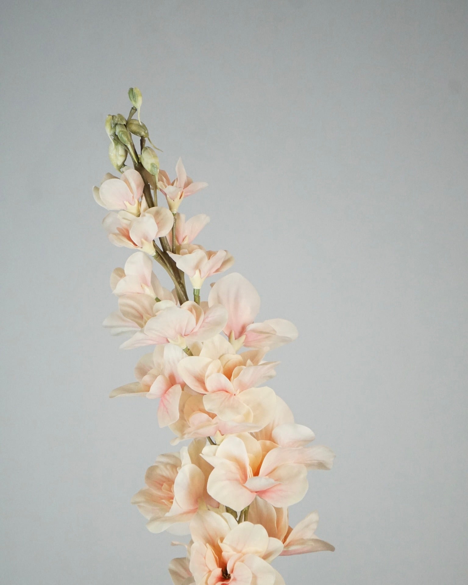 Delphinium abricotier
