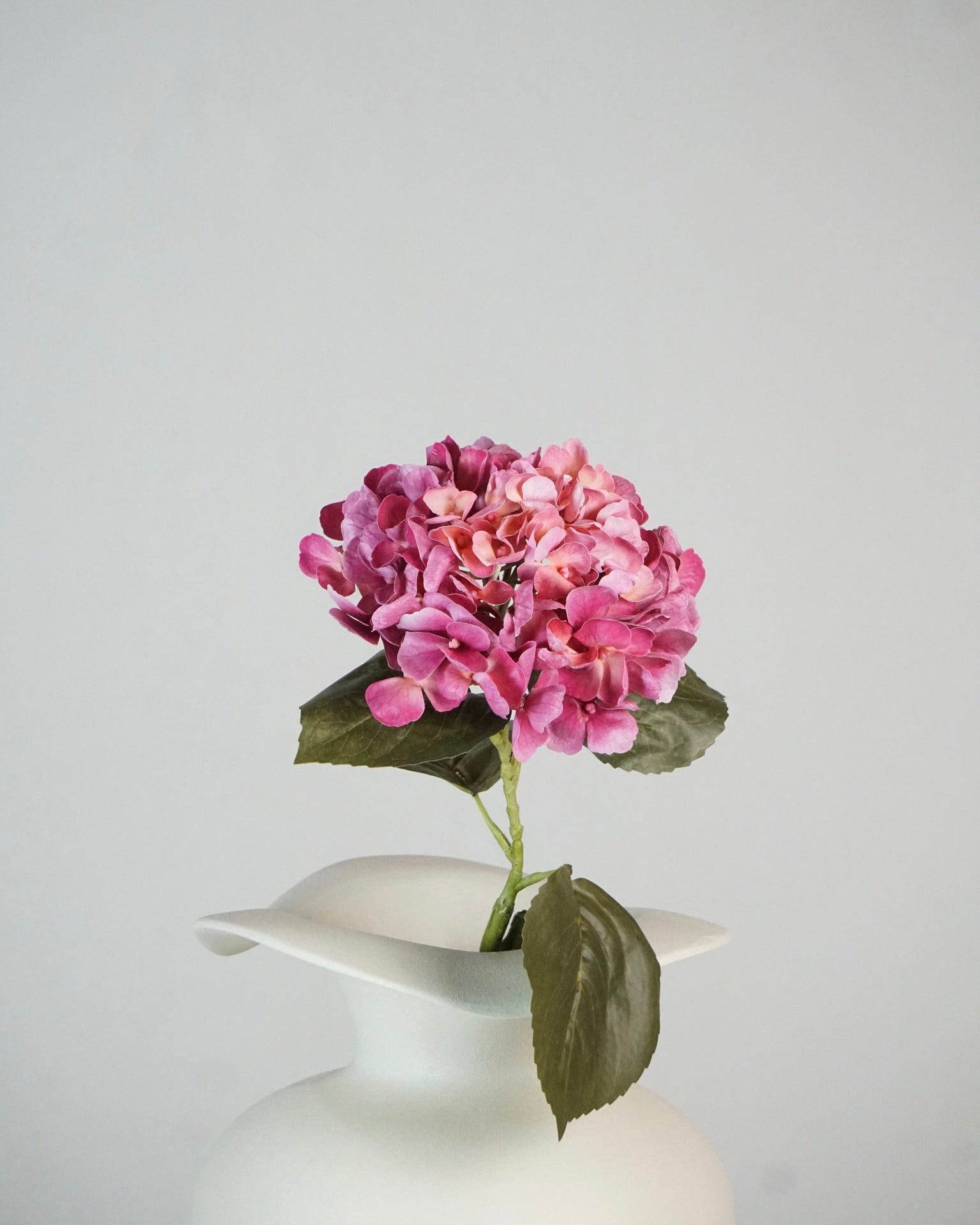 Hortensien Pink