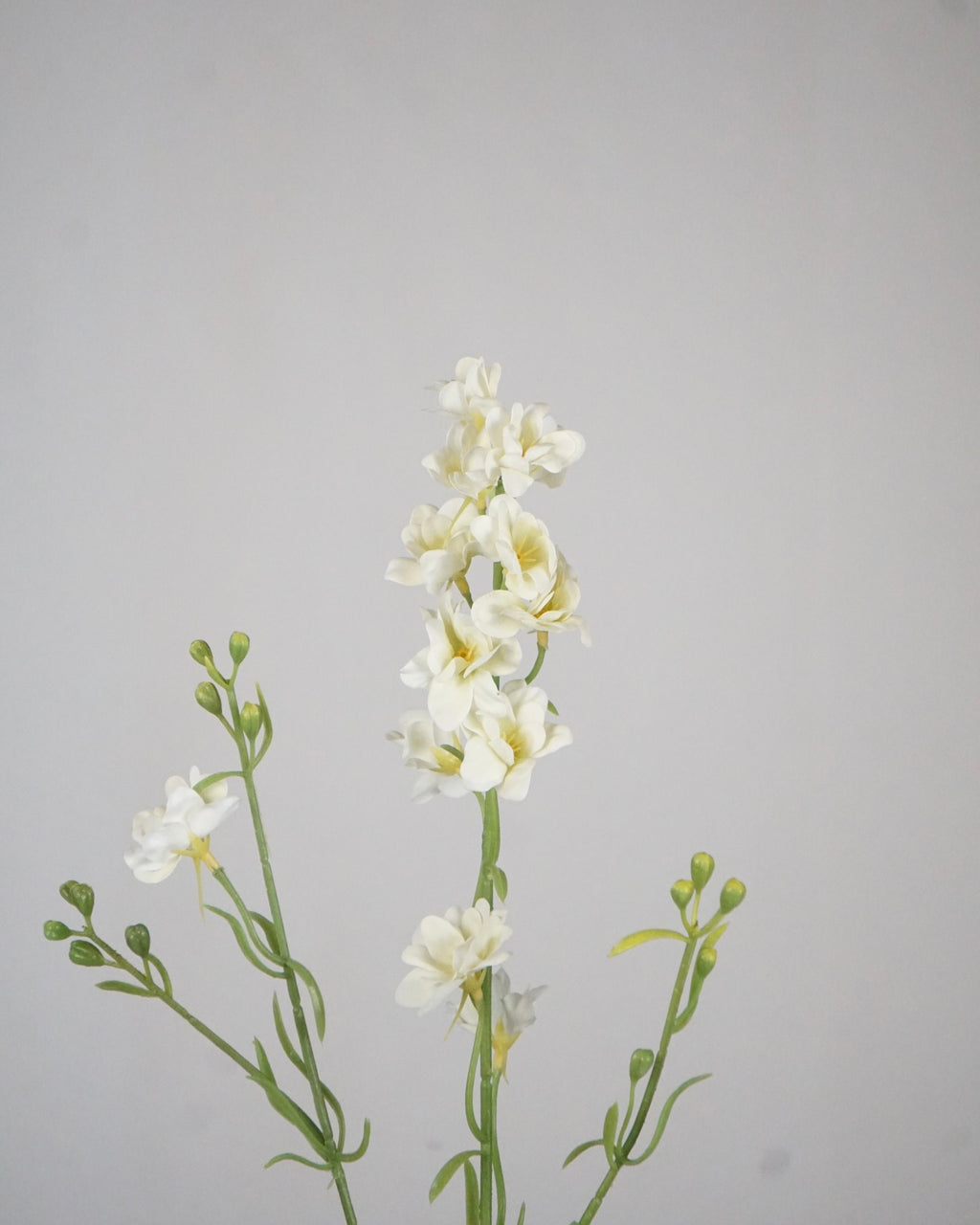 Delphinium Klein Weiss