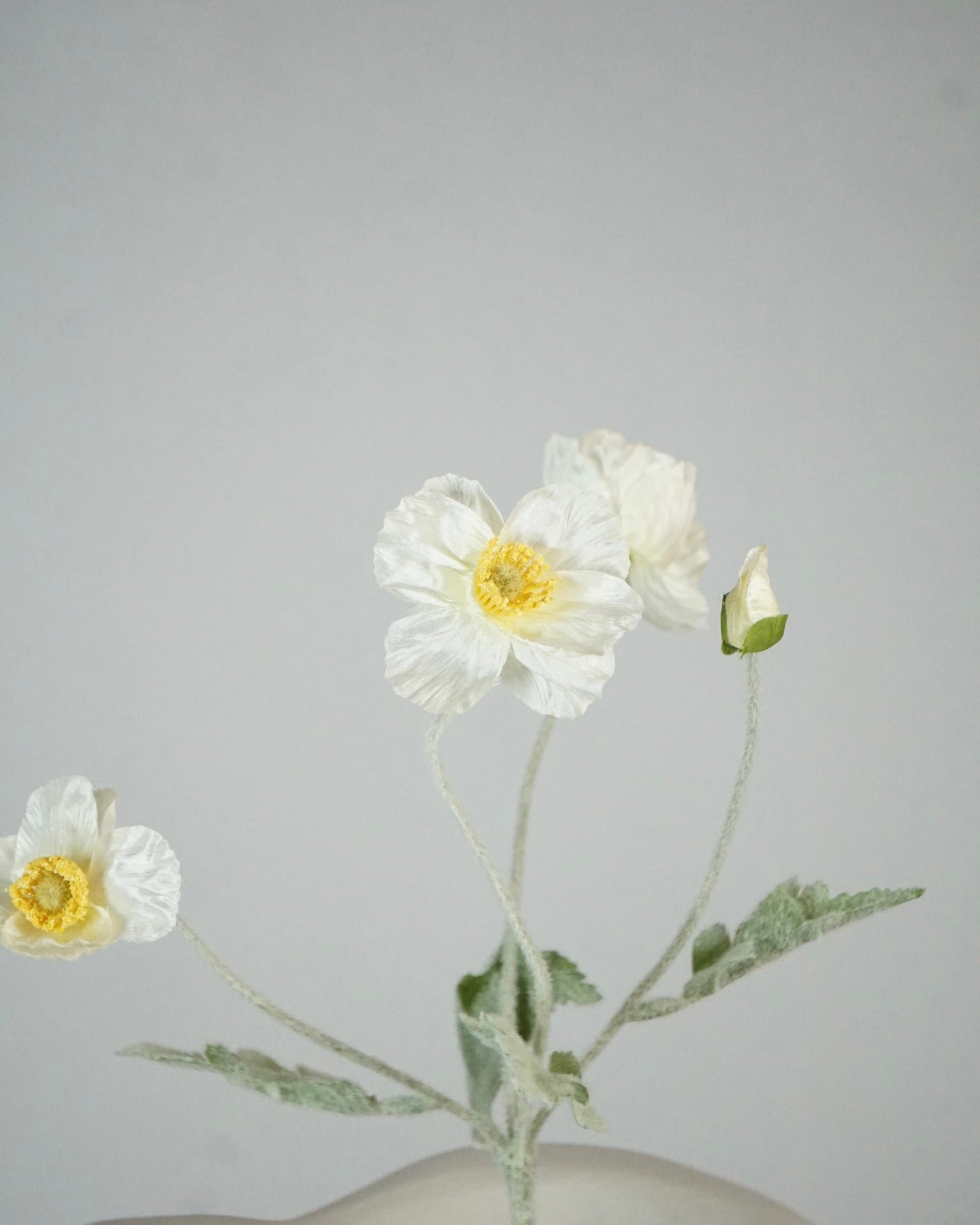 Pavot blanc