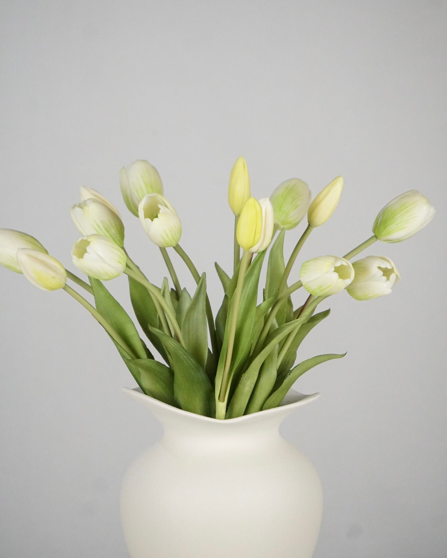 Tulpen Weiss