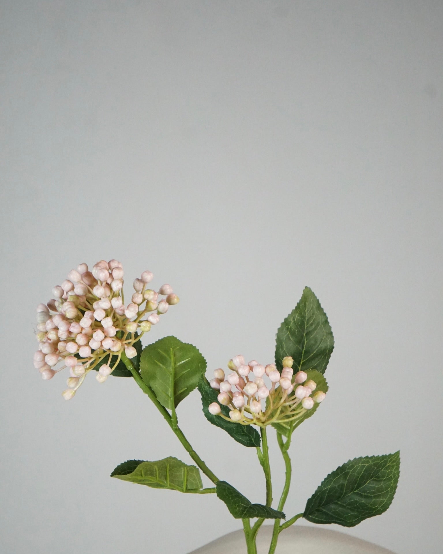 Beeren Rosa