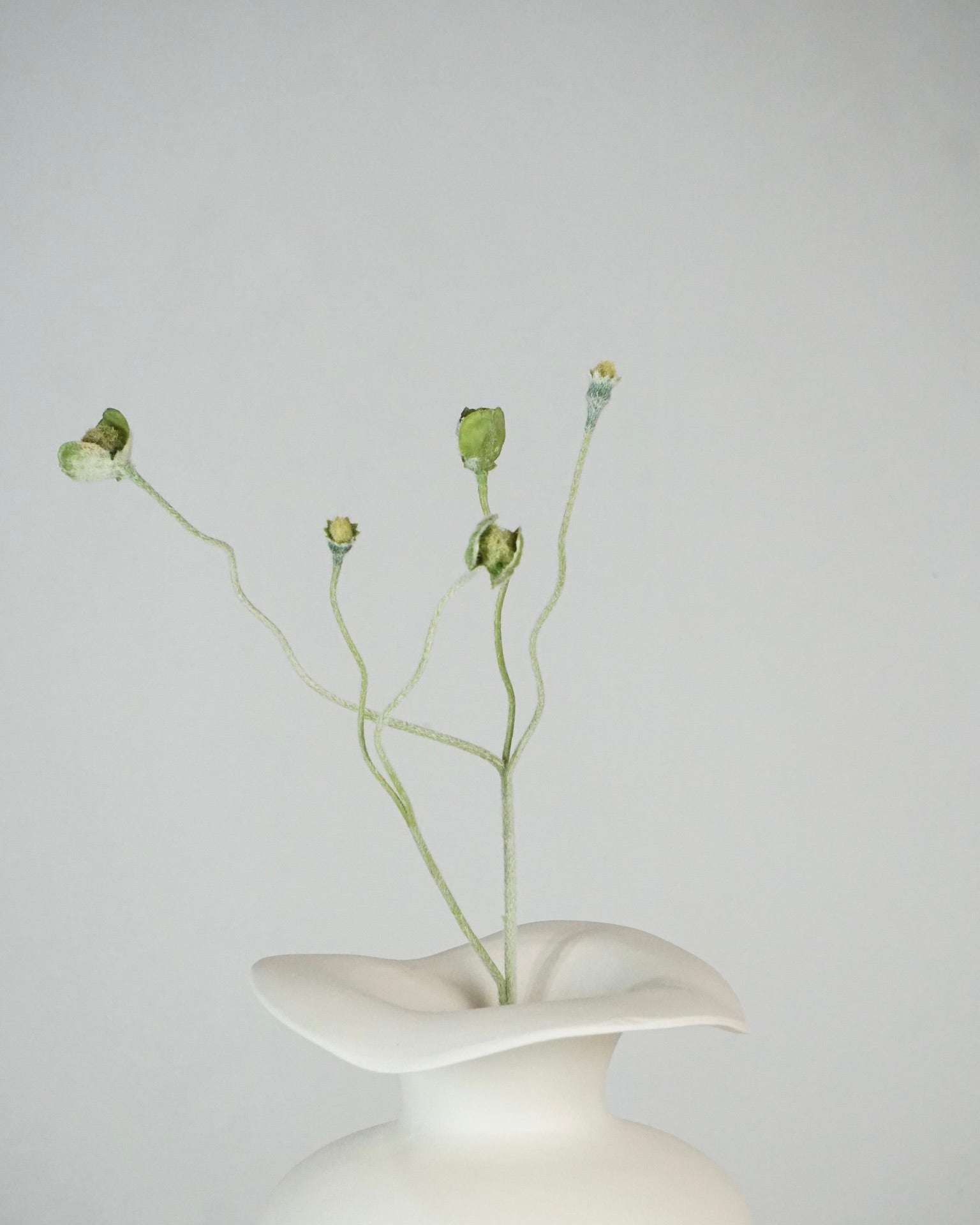Poppy Bud