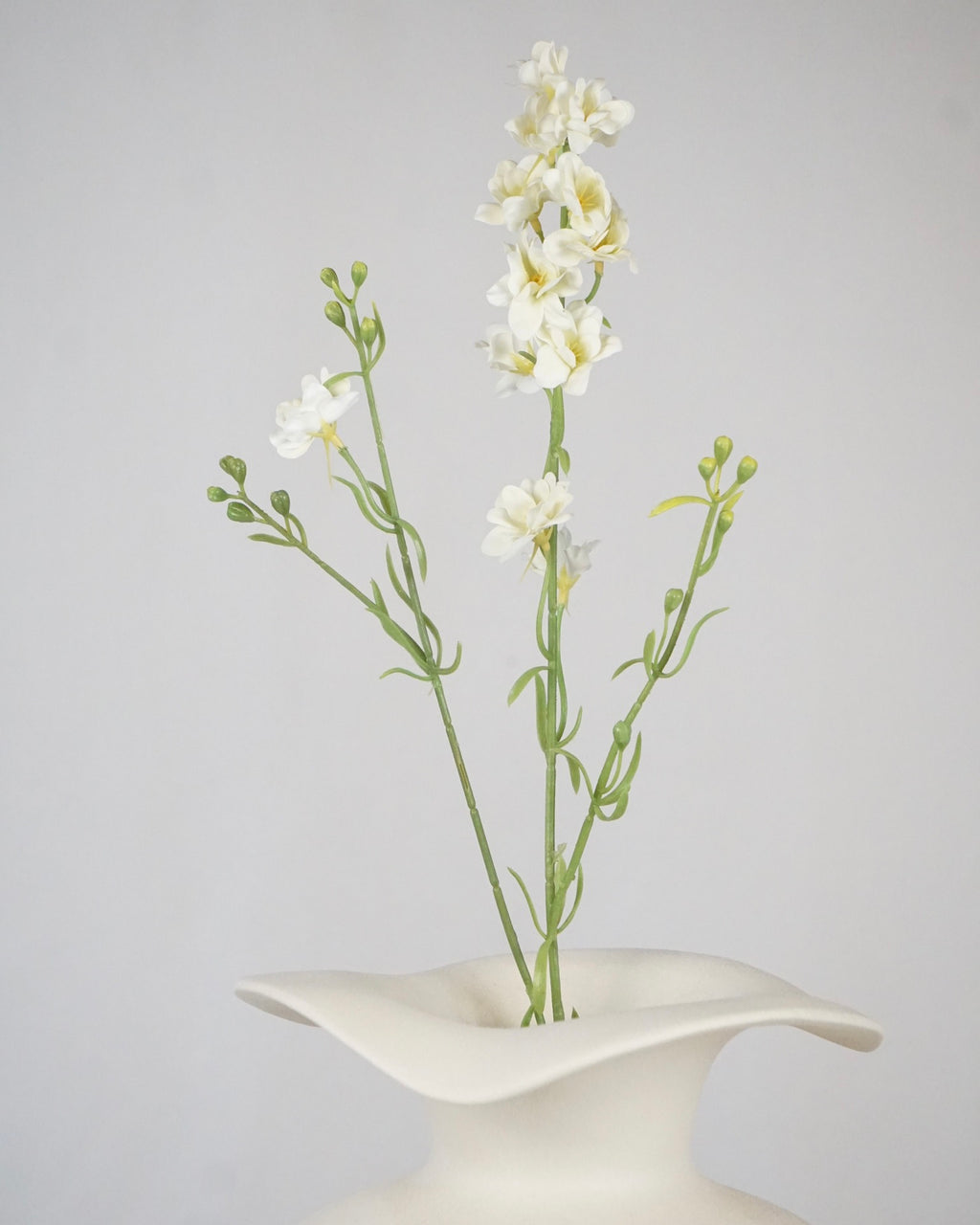 Delphinium Klein Weiss