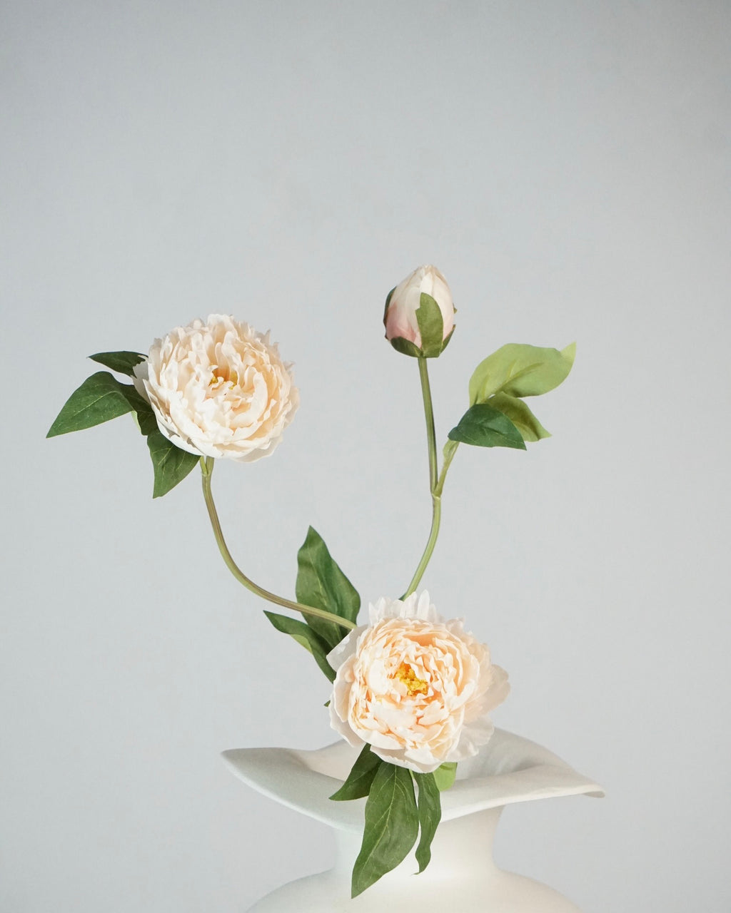 Pfingstrosen Apricot