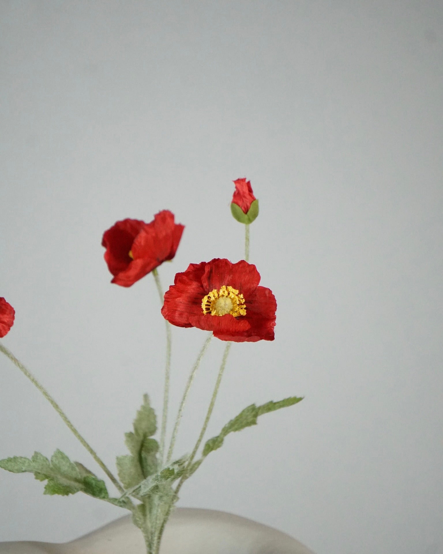 Coquelicot rouge