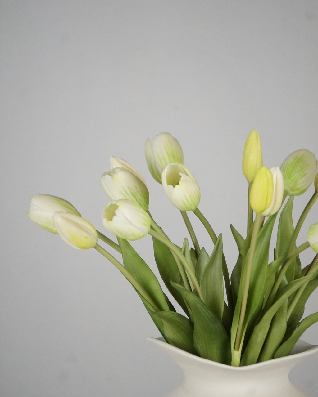 Tulpen Weiss