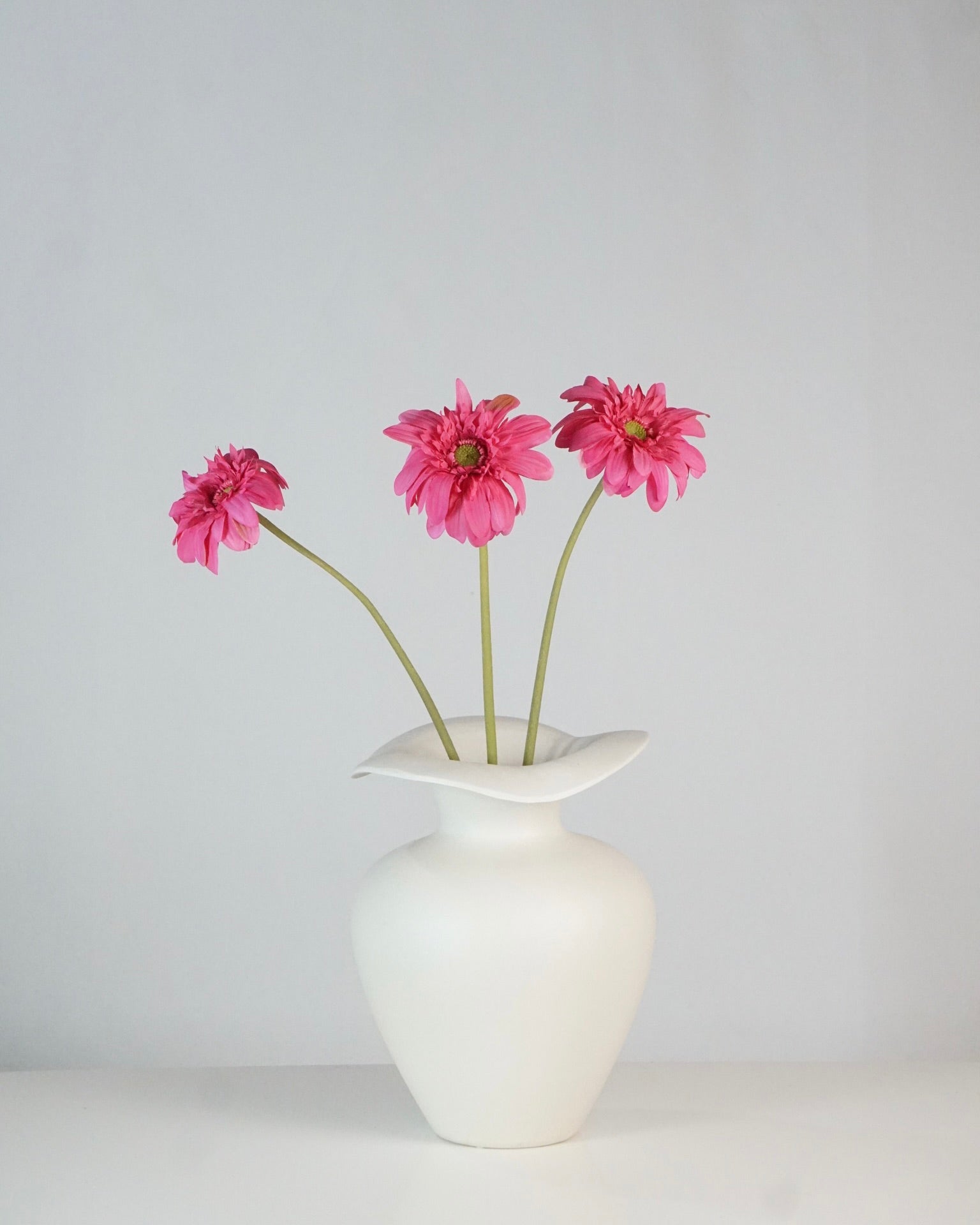 Gerbera rose