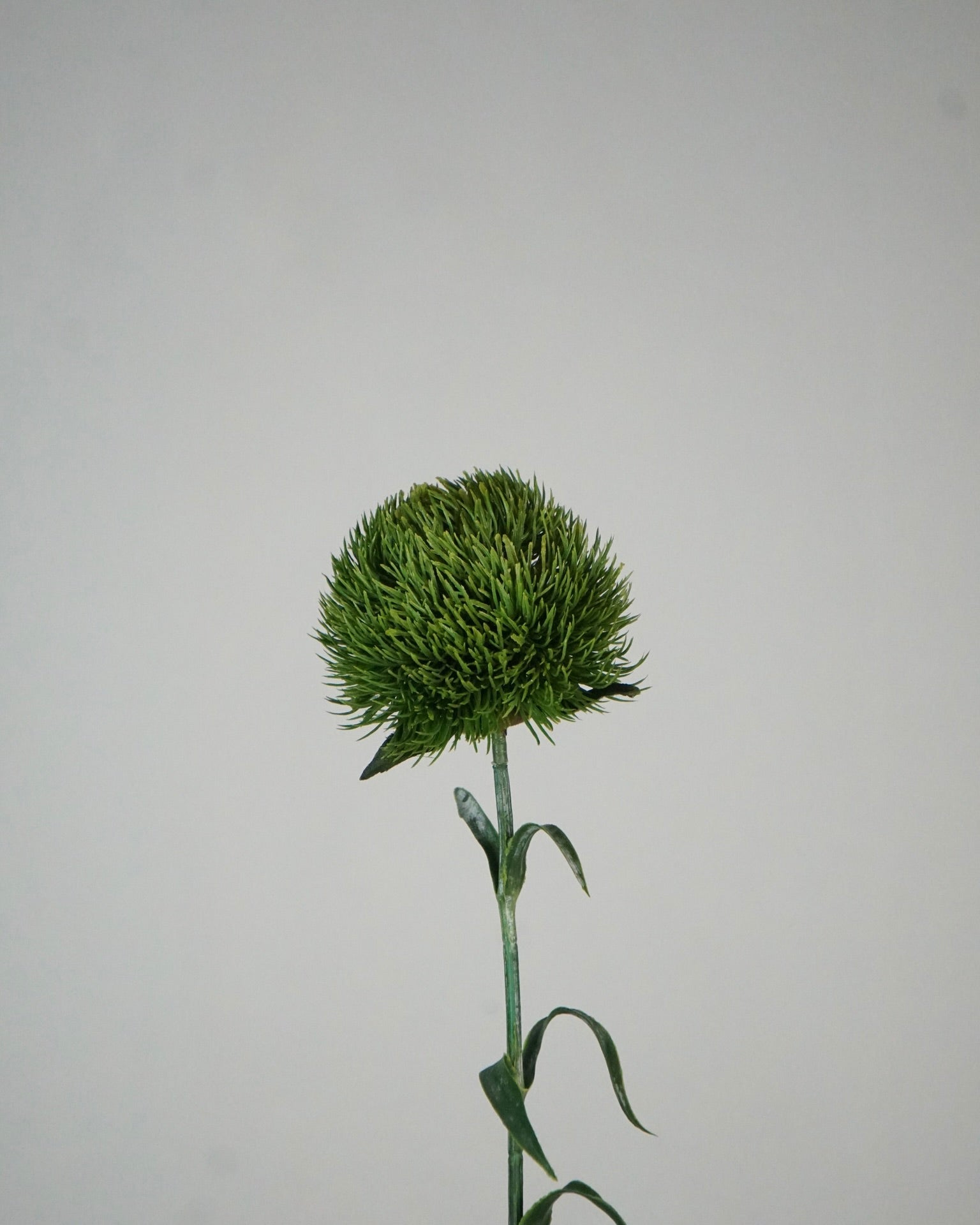 Dianthus Grün