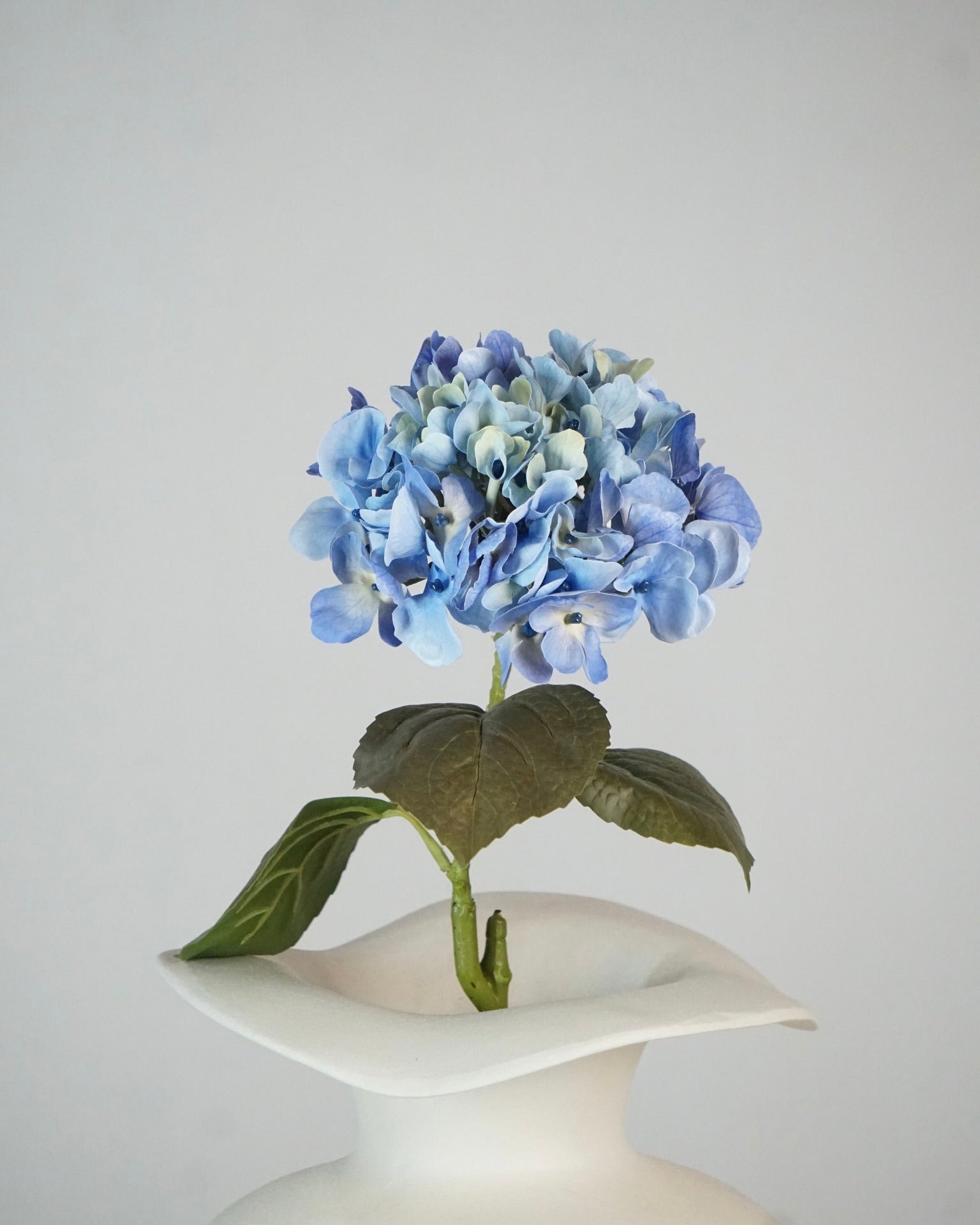 Hortensien Blau