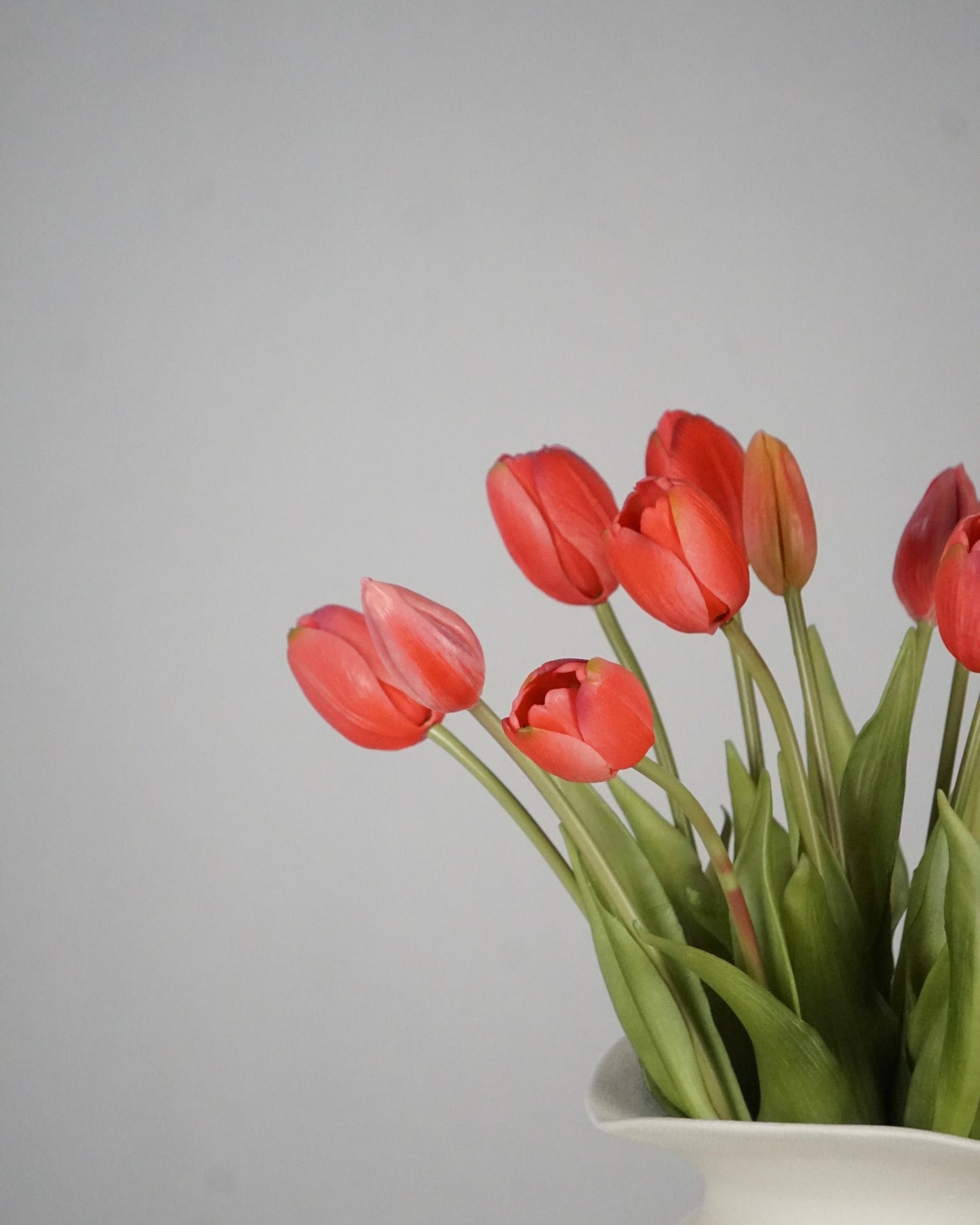 Tulipes rouges