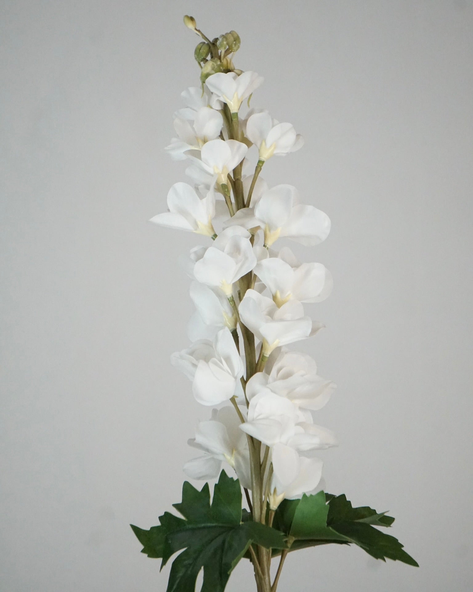 Delphinium blanc