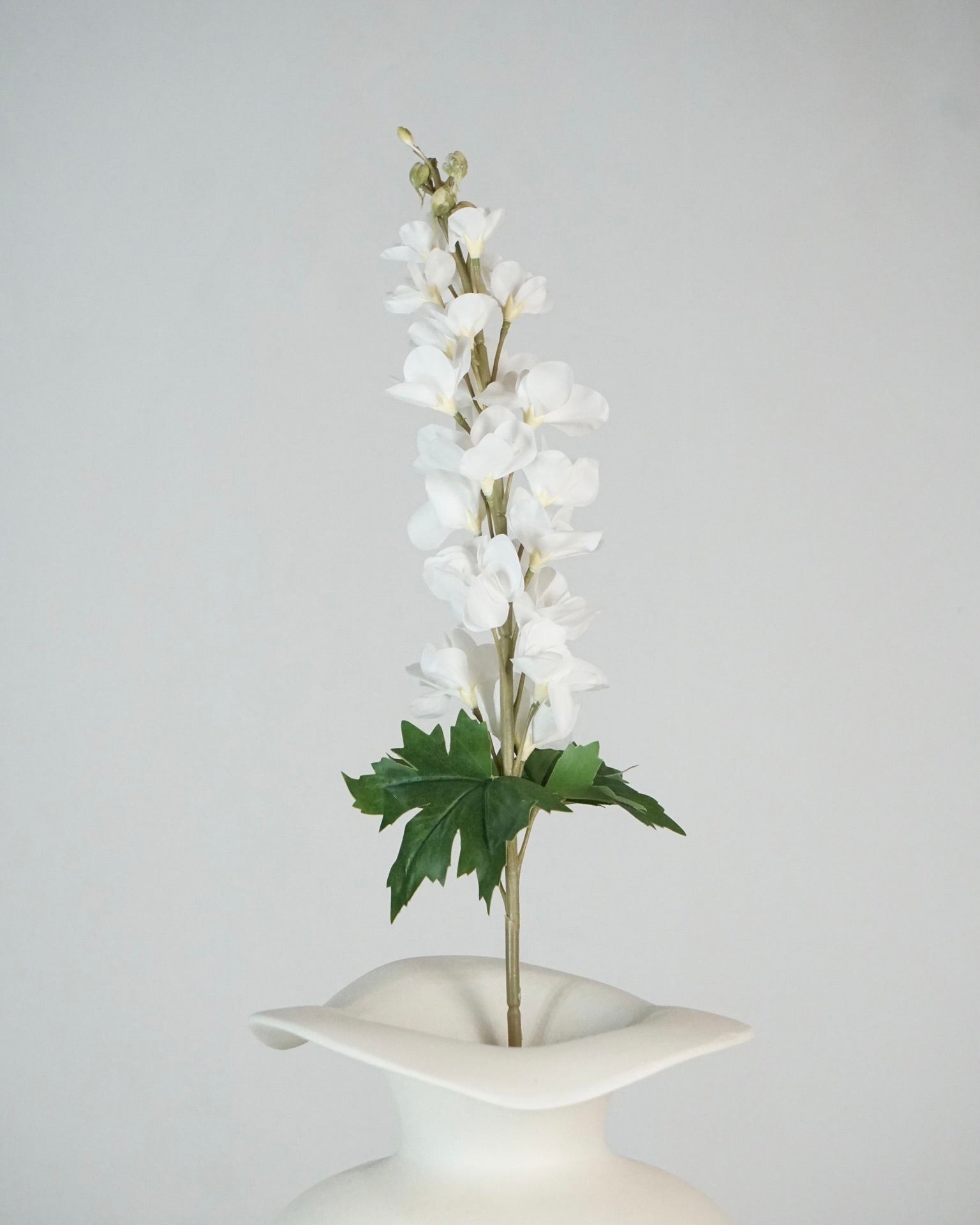 Delphinium Weiss