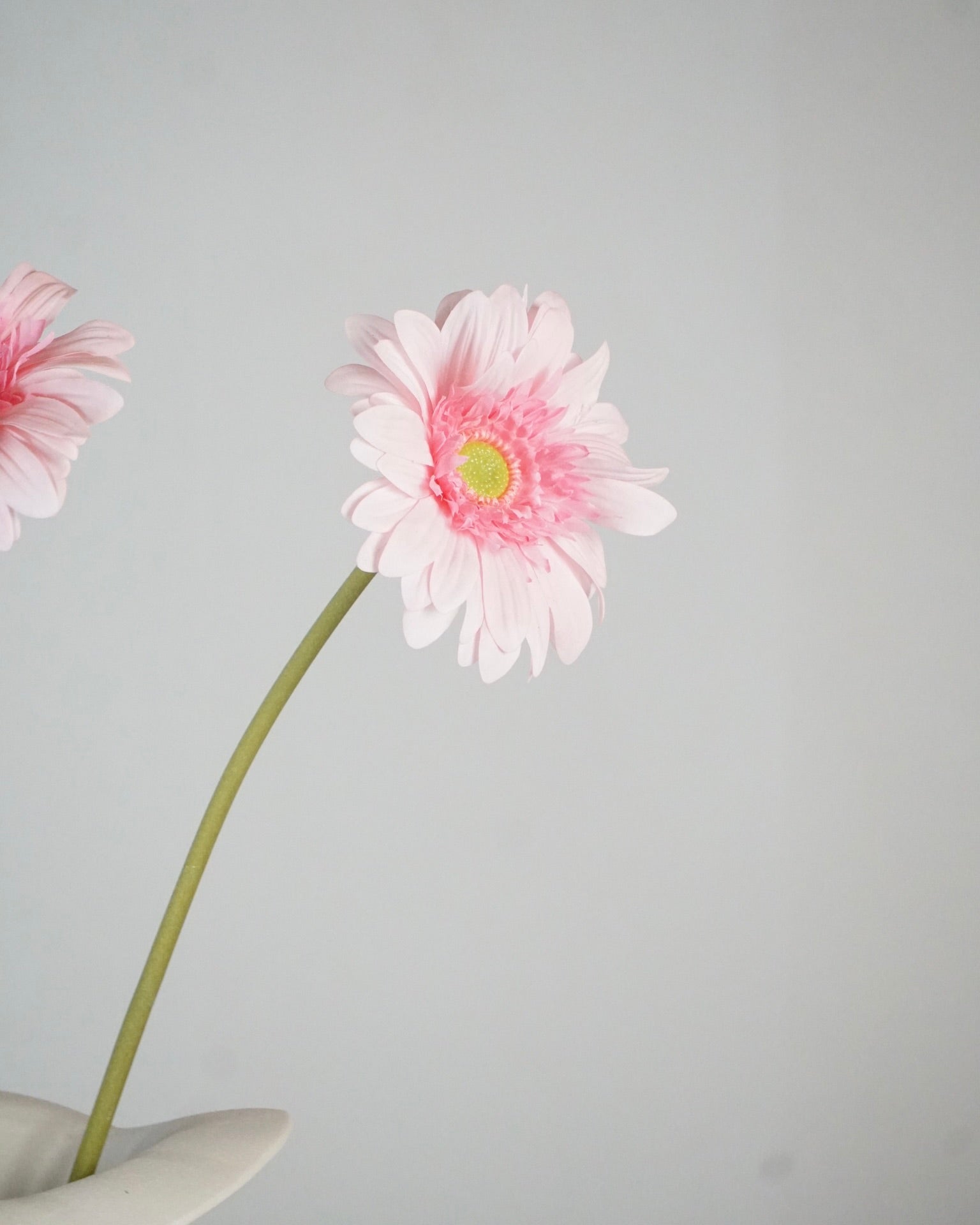 Light Pink Gerbera