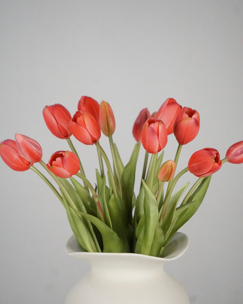 Tulpen Rot