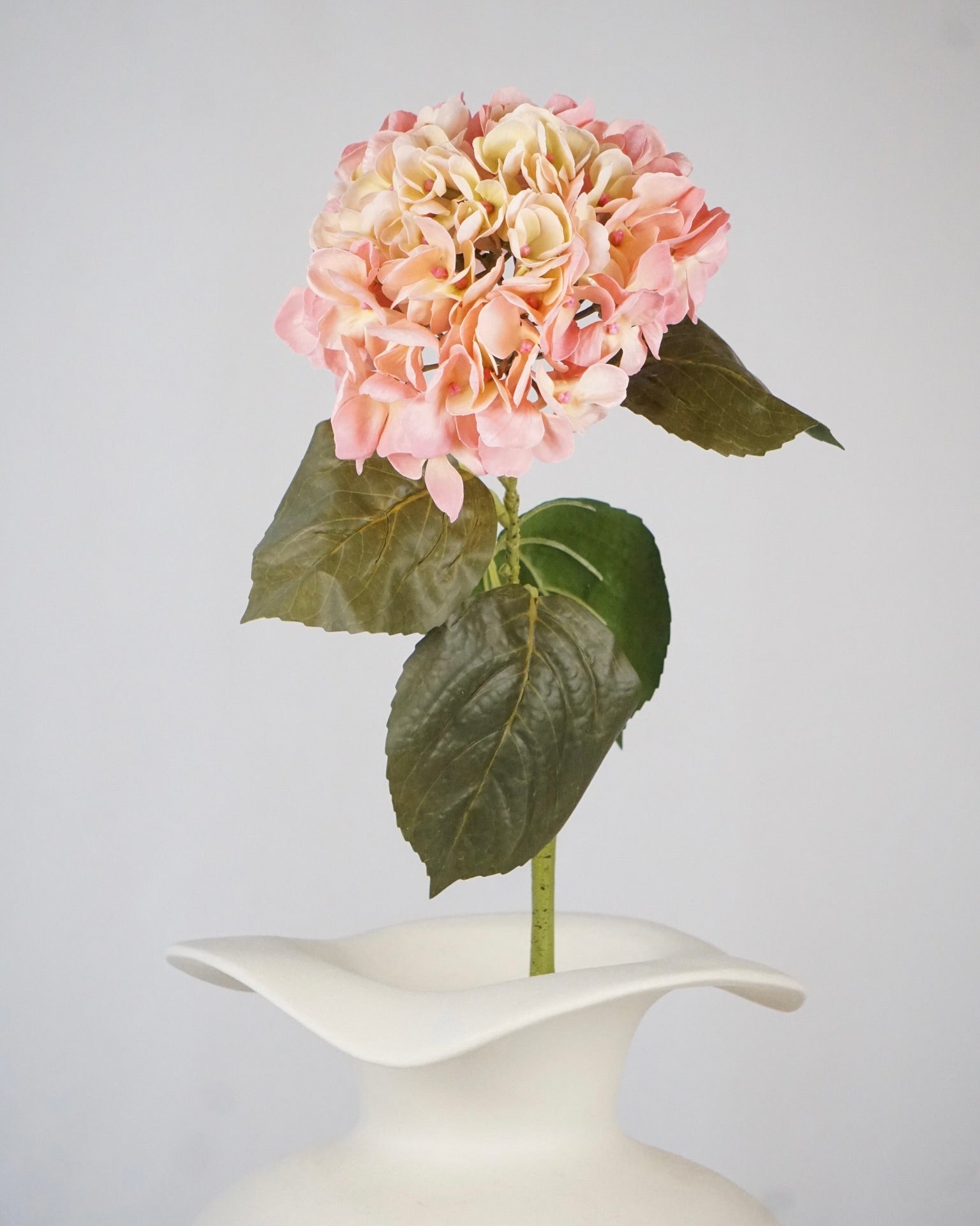 Hortensien Rosa