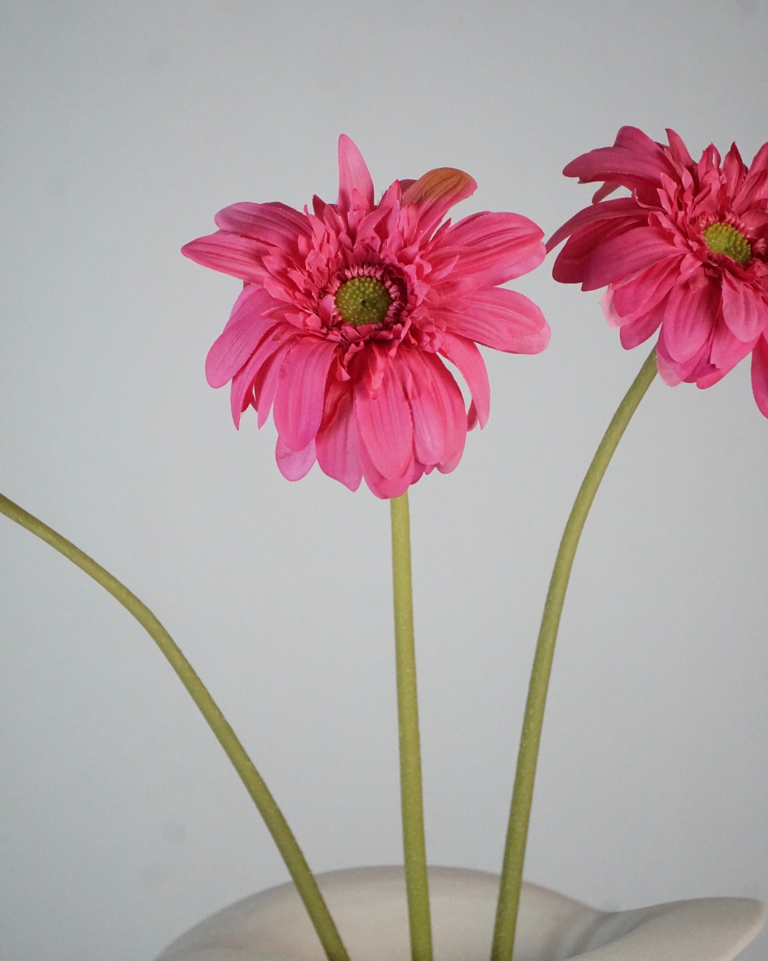 Gerbera rose