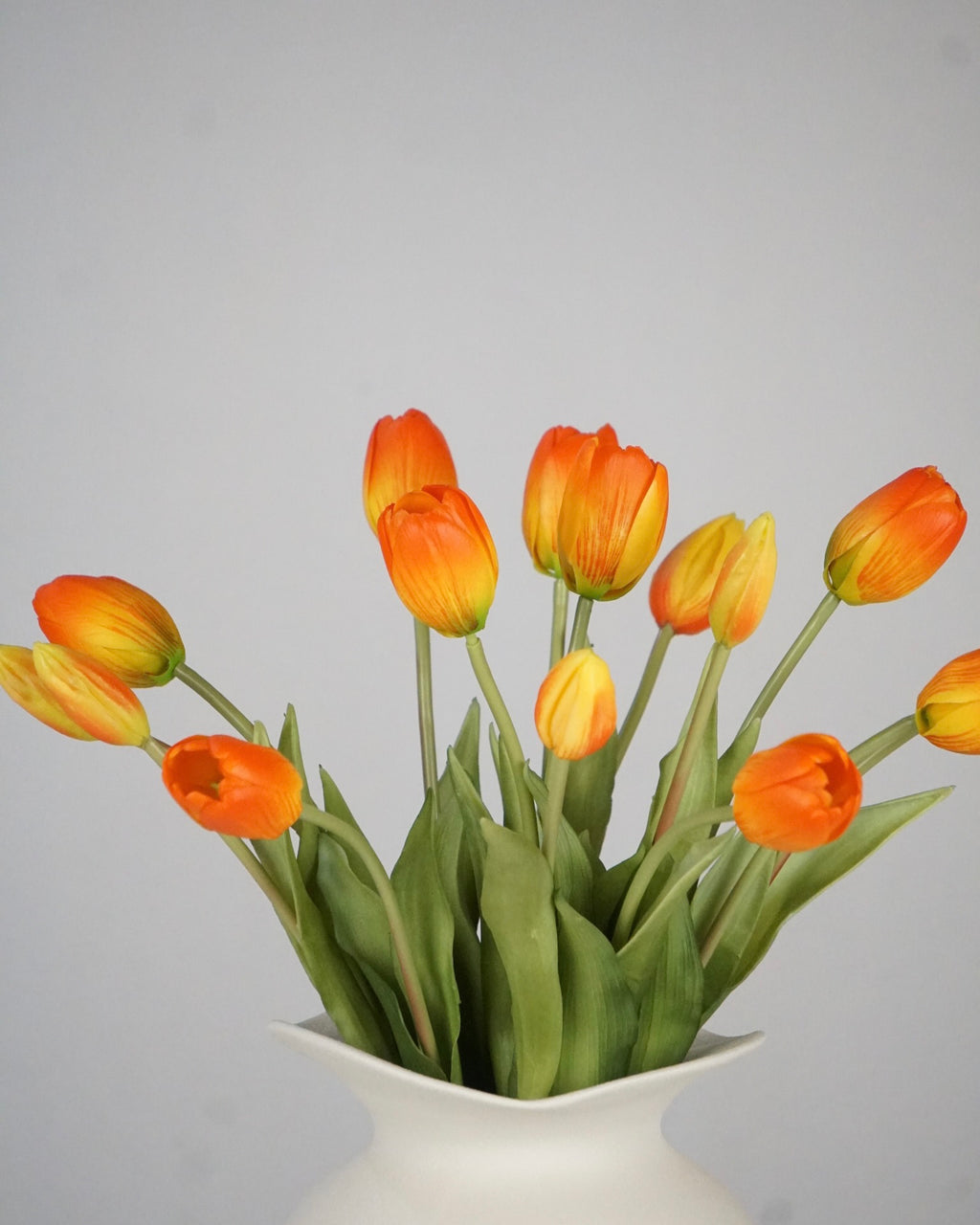 Tulpen Orange