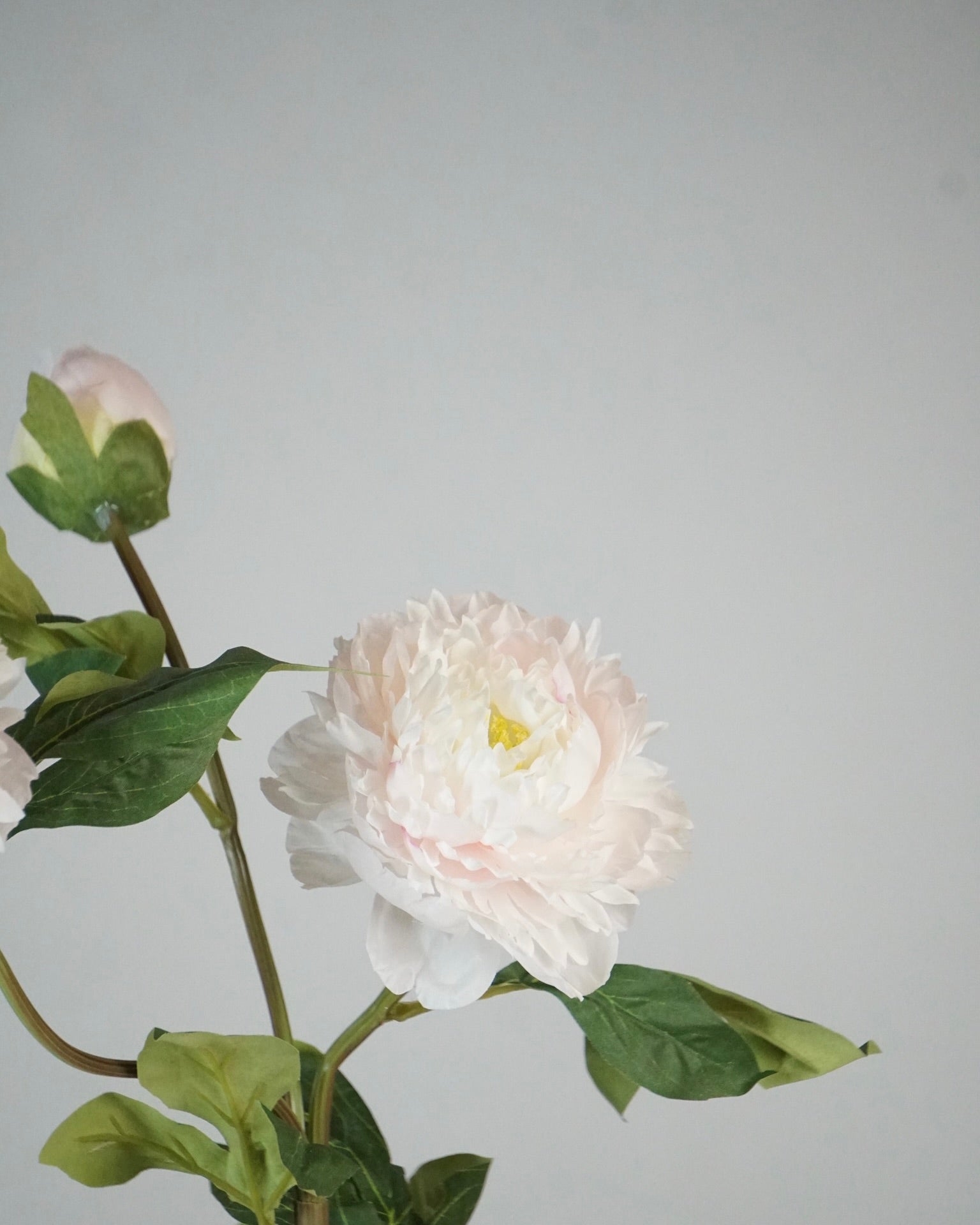 Pfingstrosen Rosa