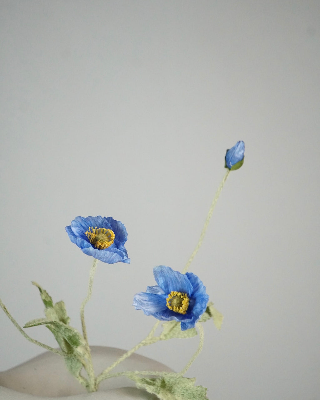 Poppy Blau